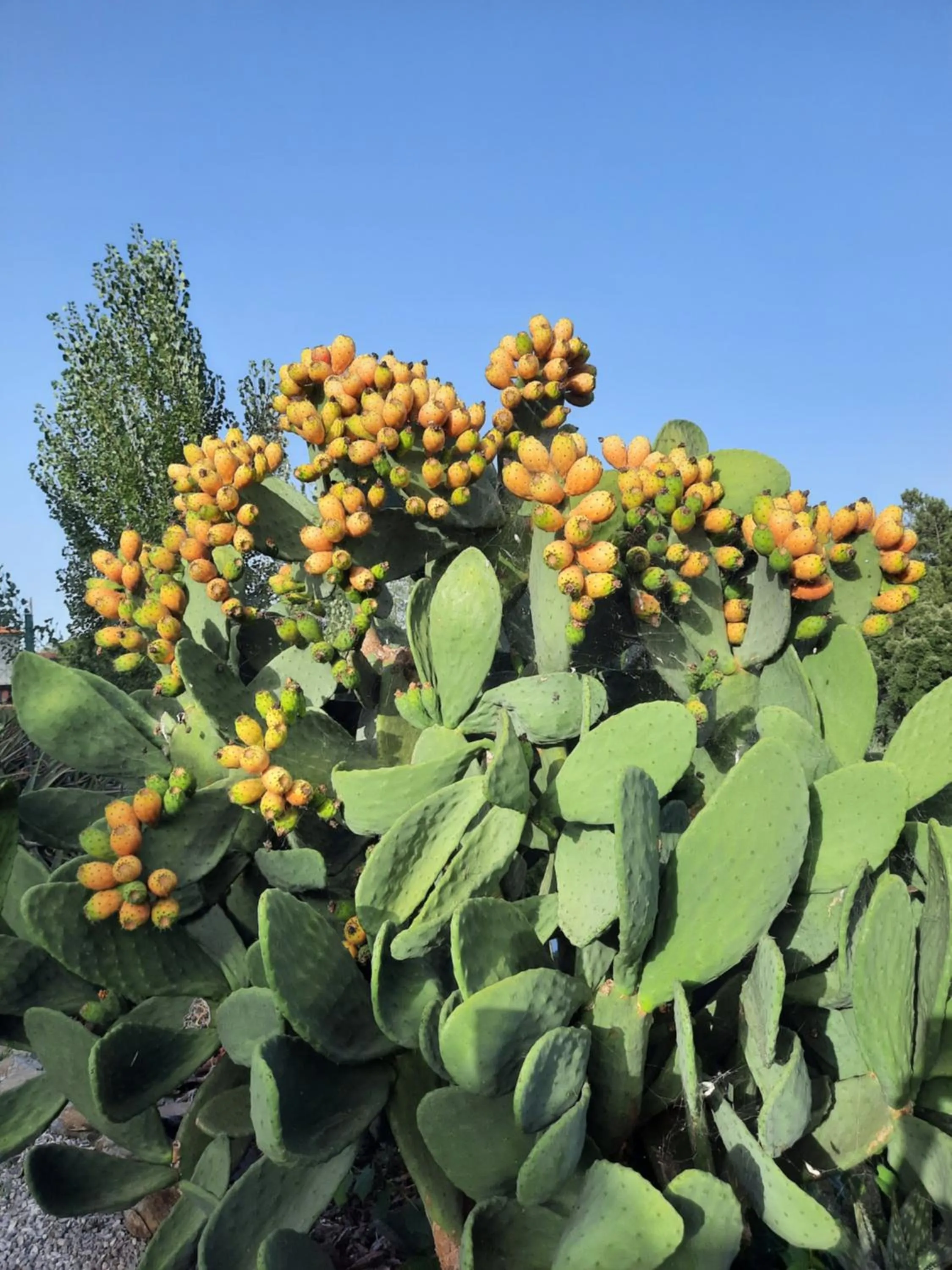 Garden in Quinta Quatro Ventos