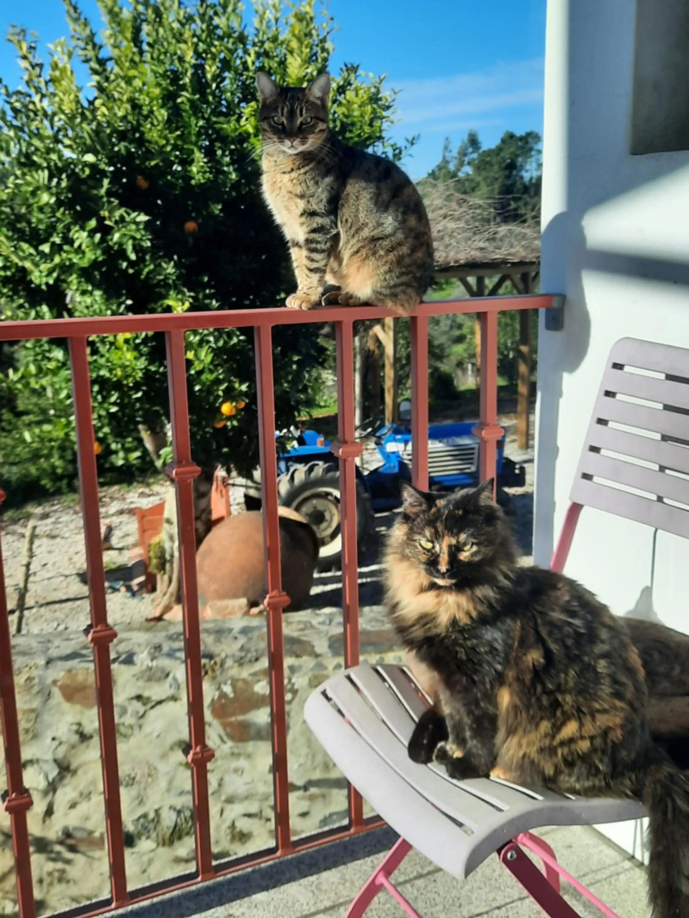 Pets in Quinta Quatro Ventos