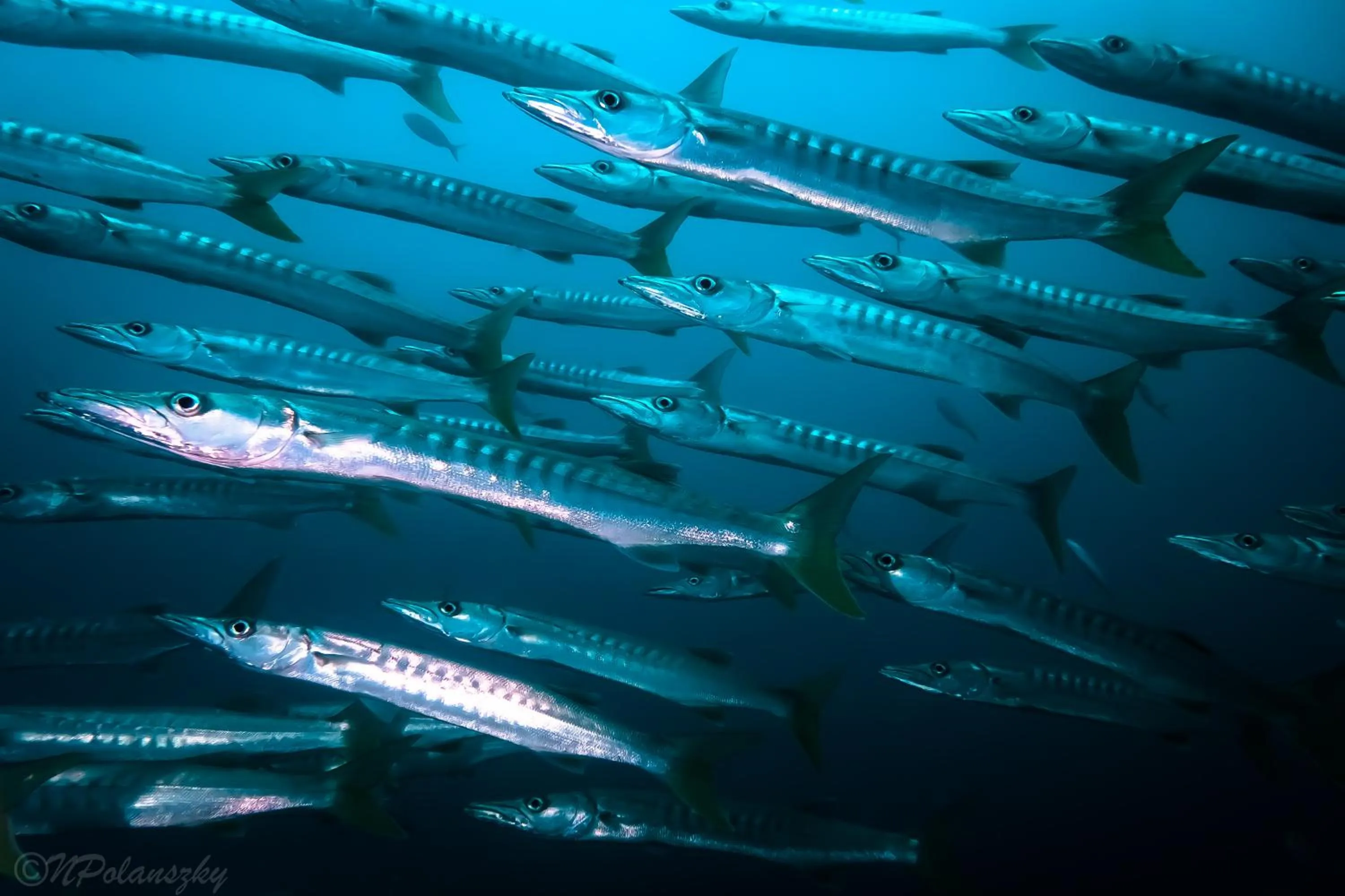 Diving in Forra Dive Resort Sunrise