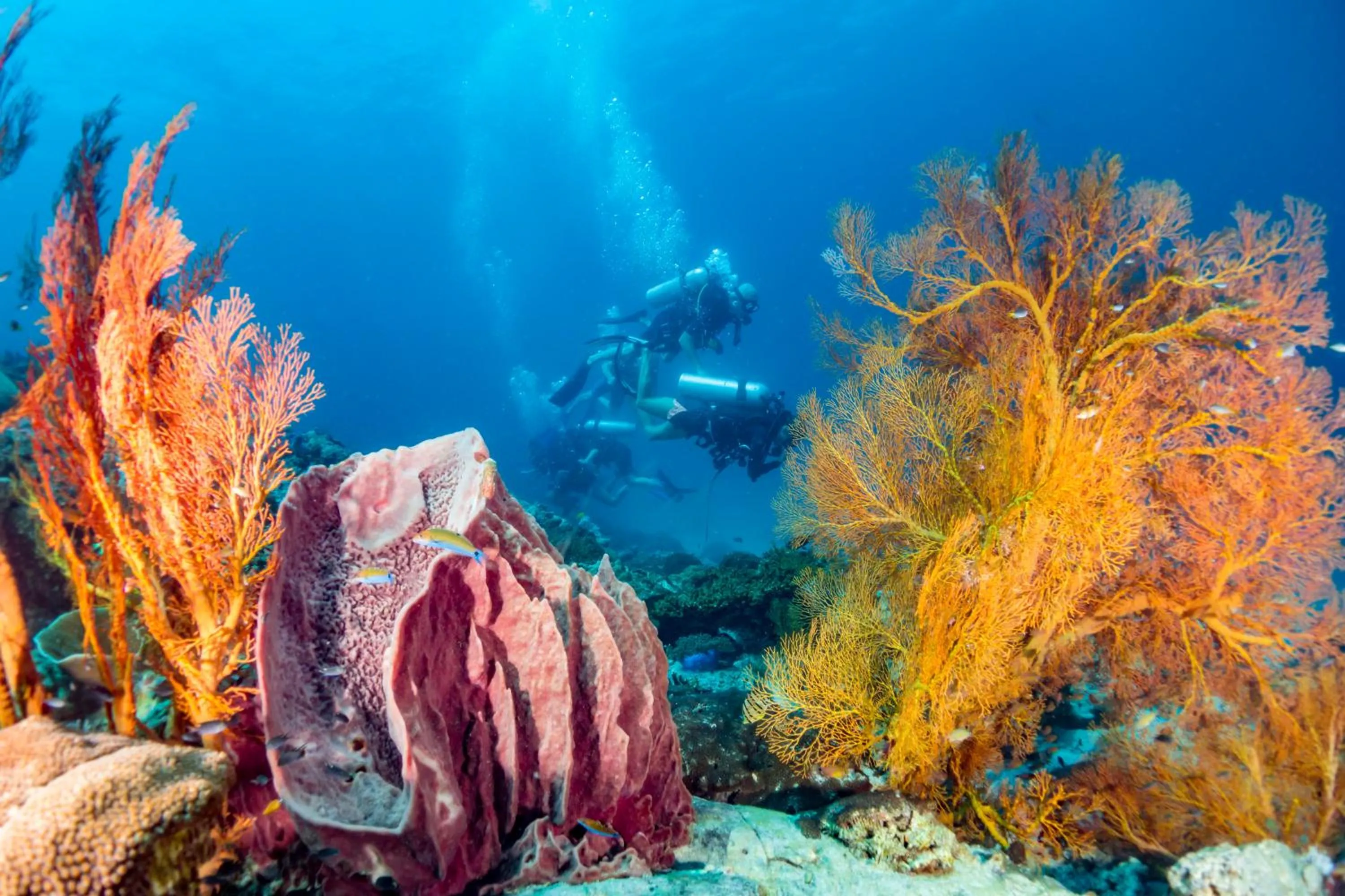 Diving in Forra Dive Resort Sunrise