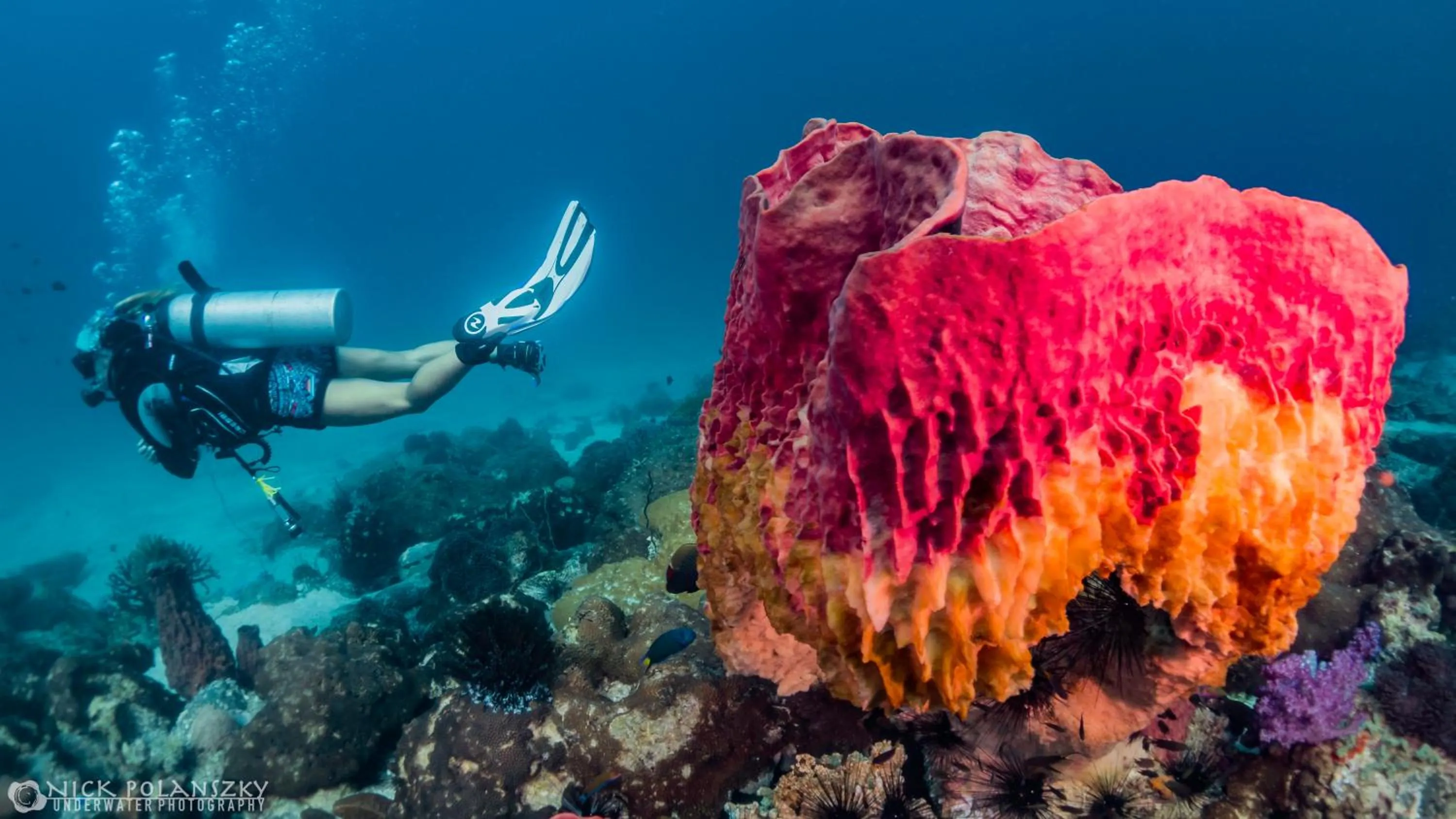 Diving in Forra Dive Resort Sunrise