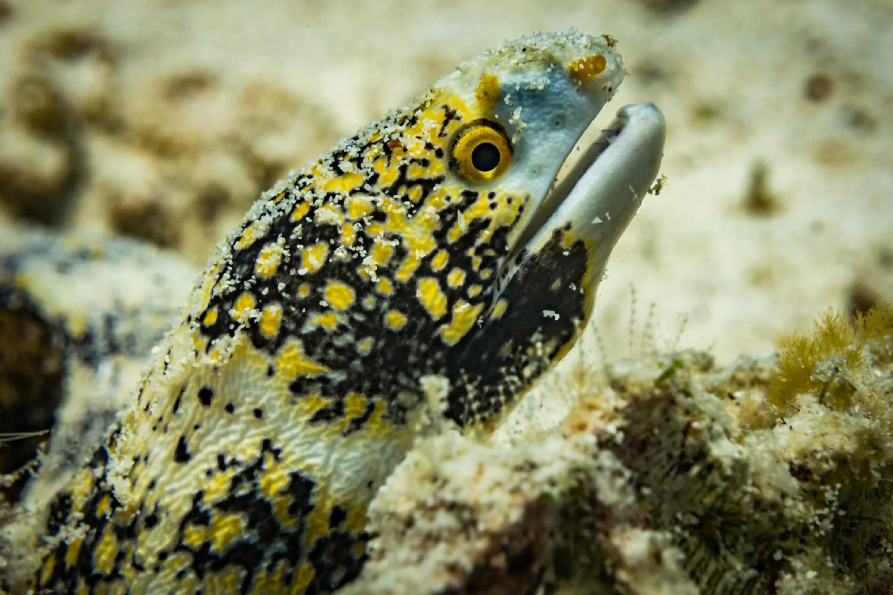 Diving in Forra Dive Resort Sunrise