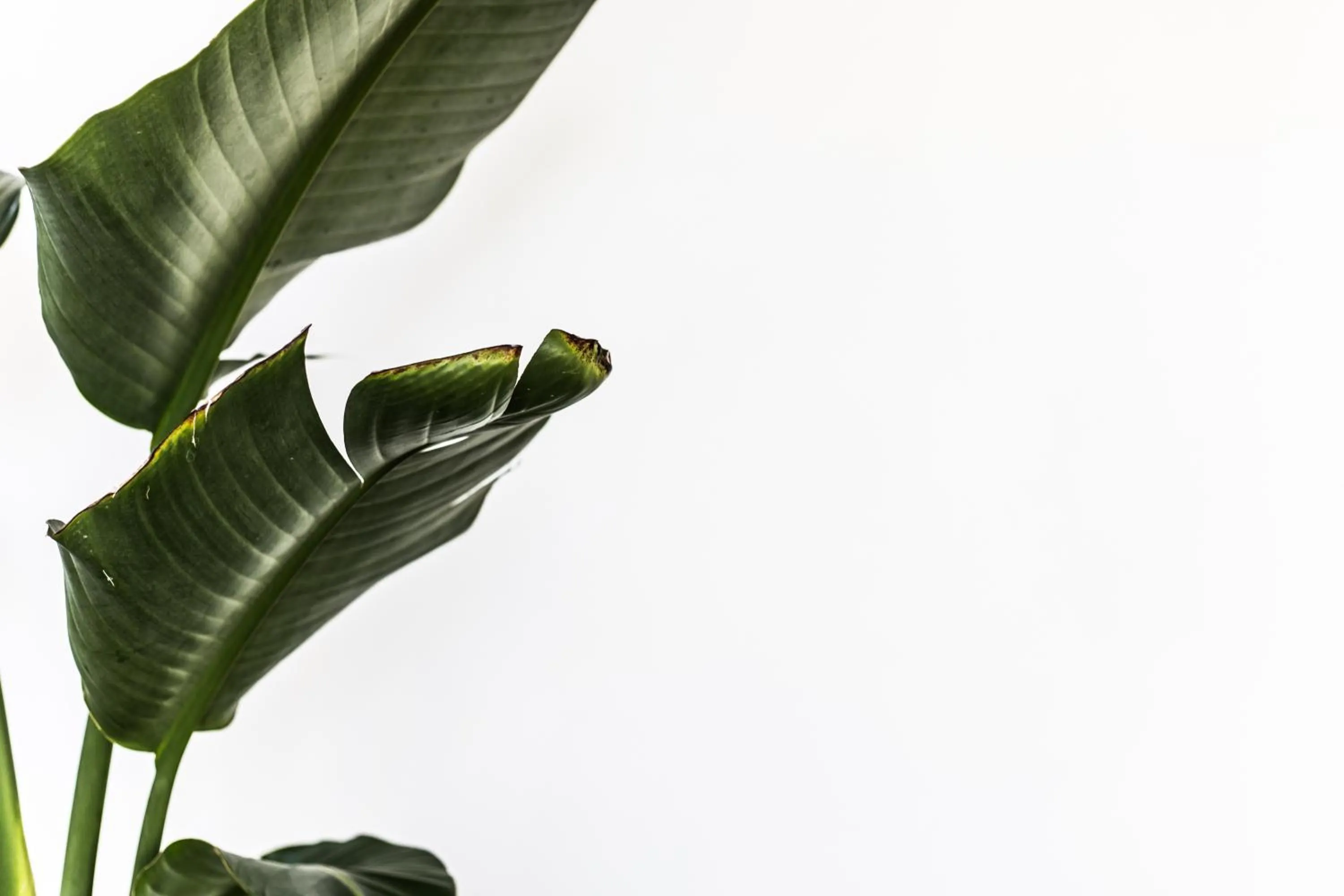 Decorative detail in The Baxley Bondi