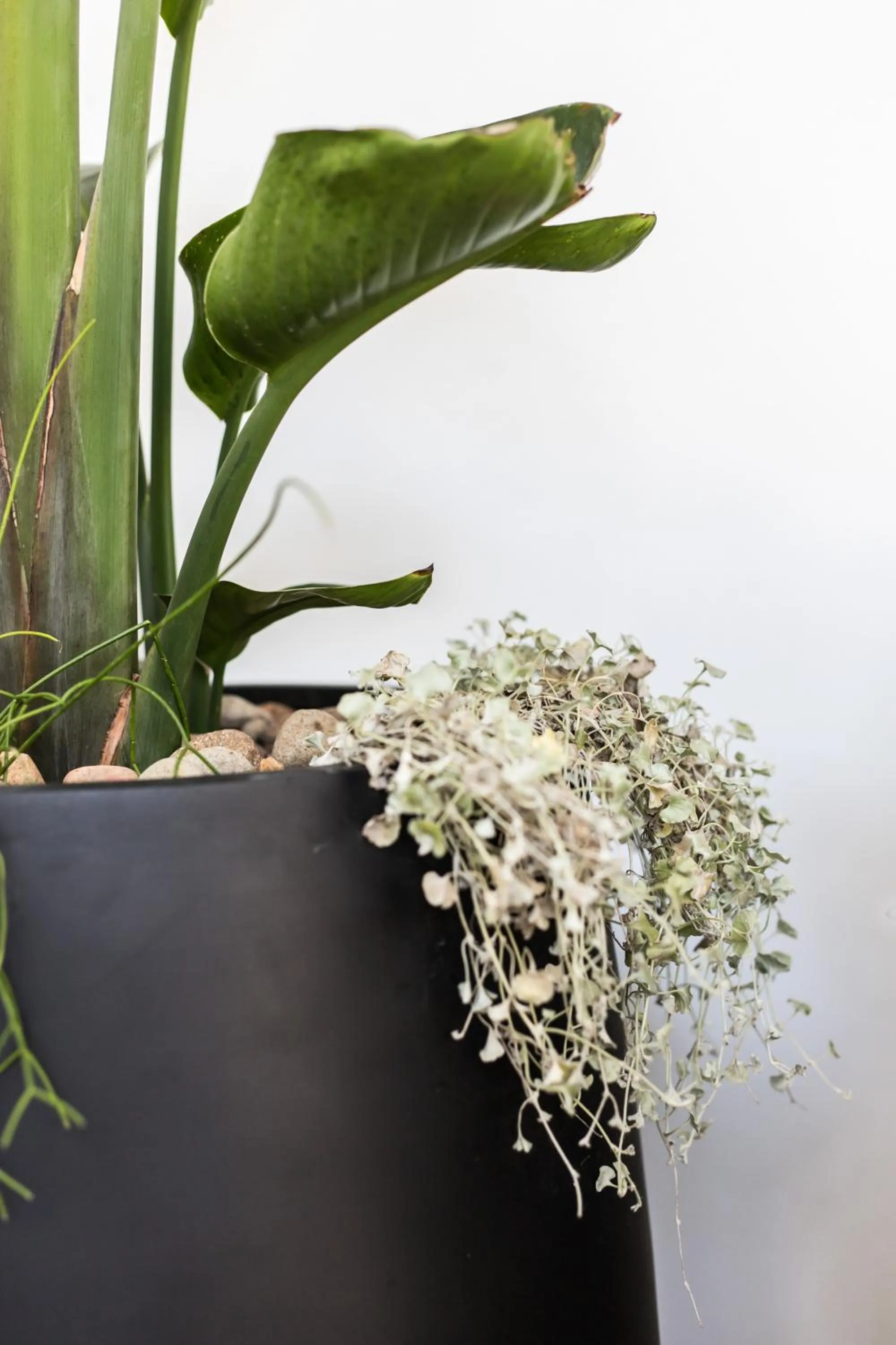 Property building in The Baxley Bondi