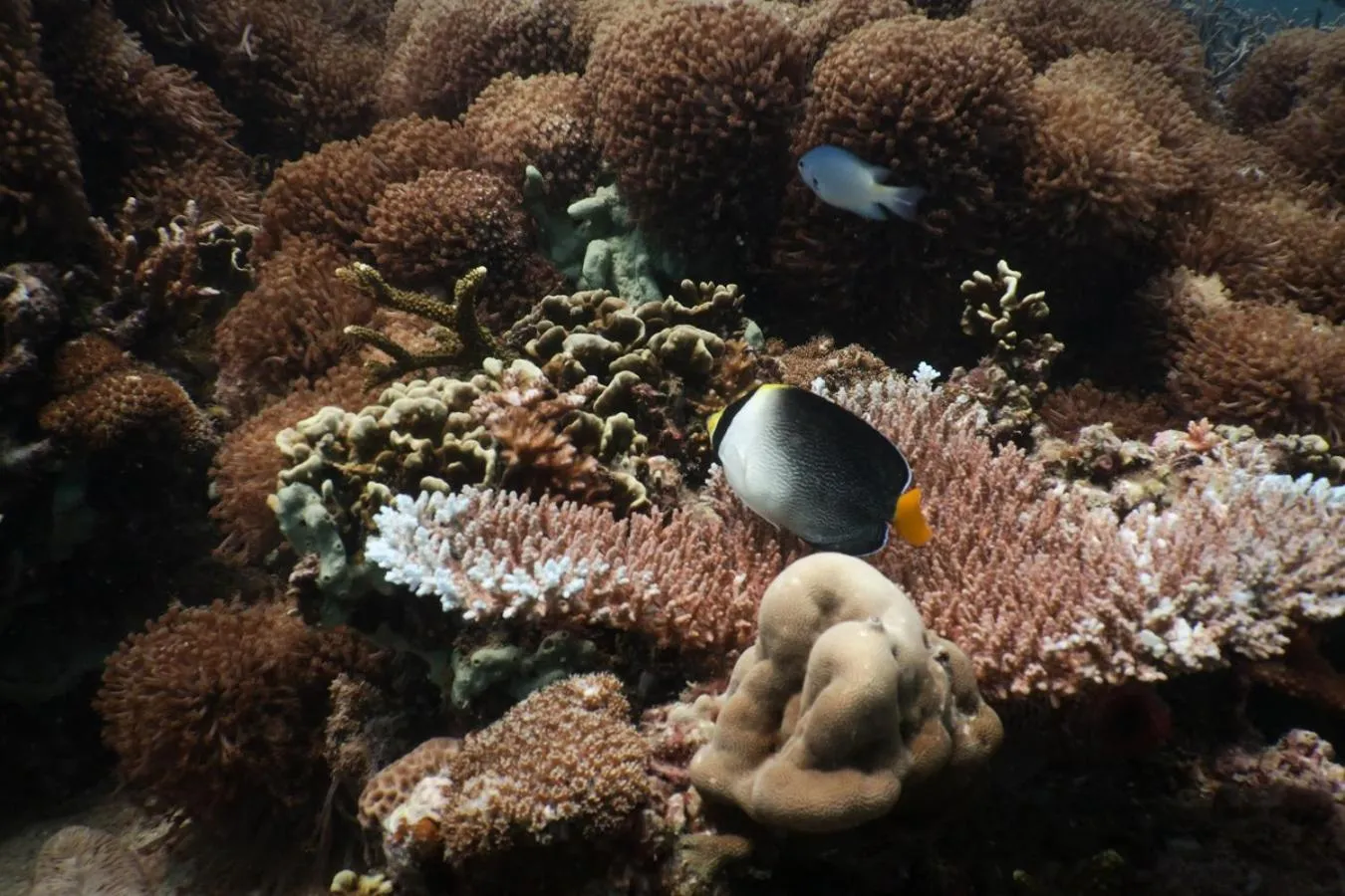 Aman Tioman Beach Resort