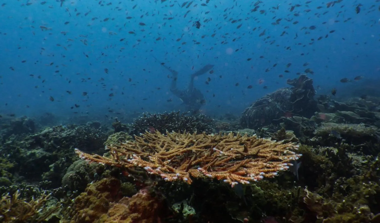 Aman Tioman Beach Resort