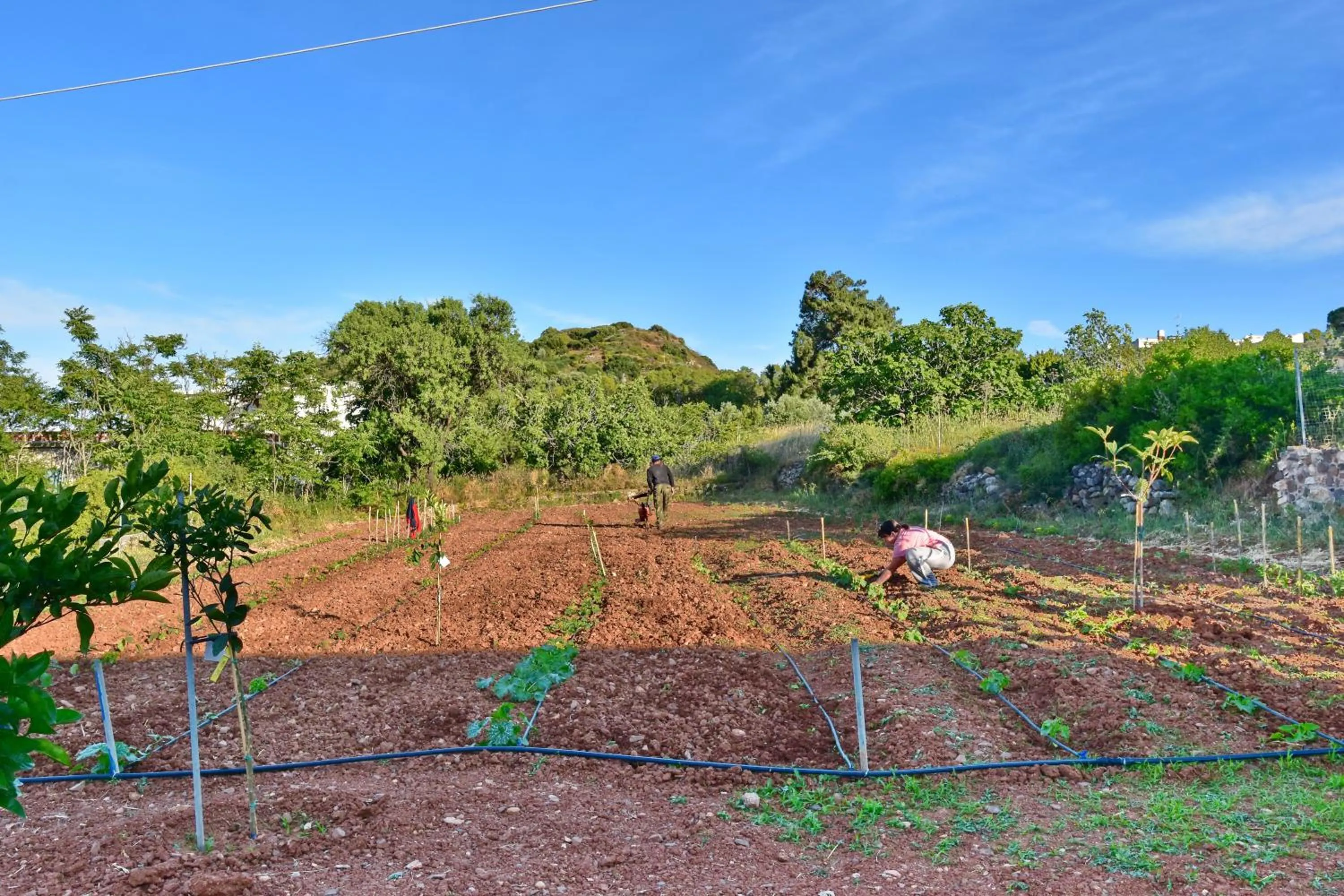 Garden in Emporios Bay Hotel Chios