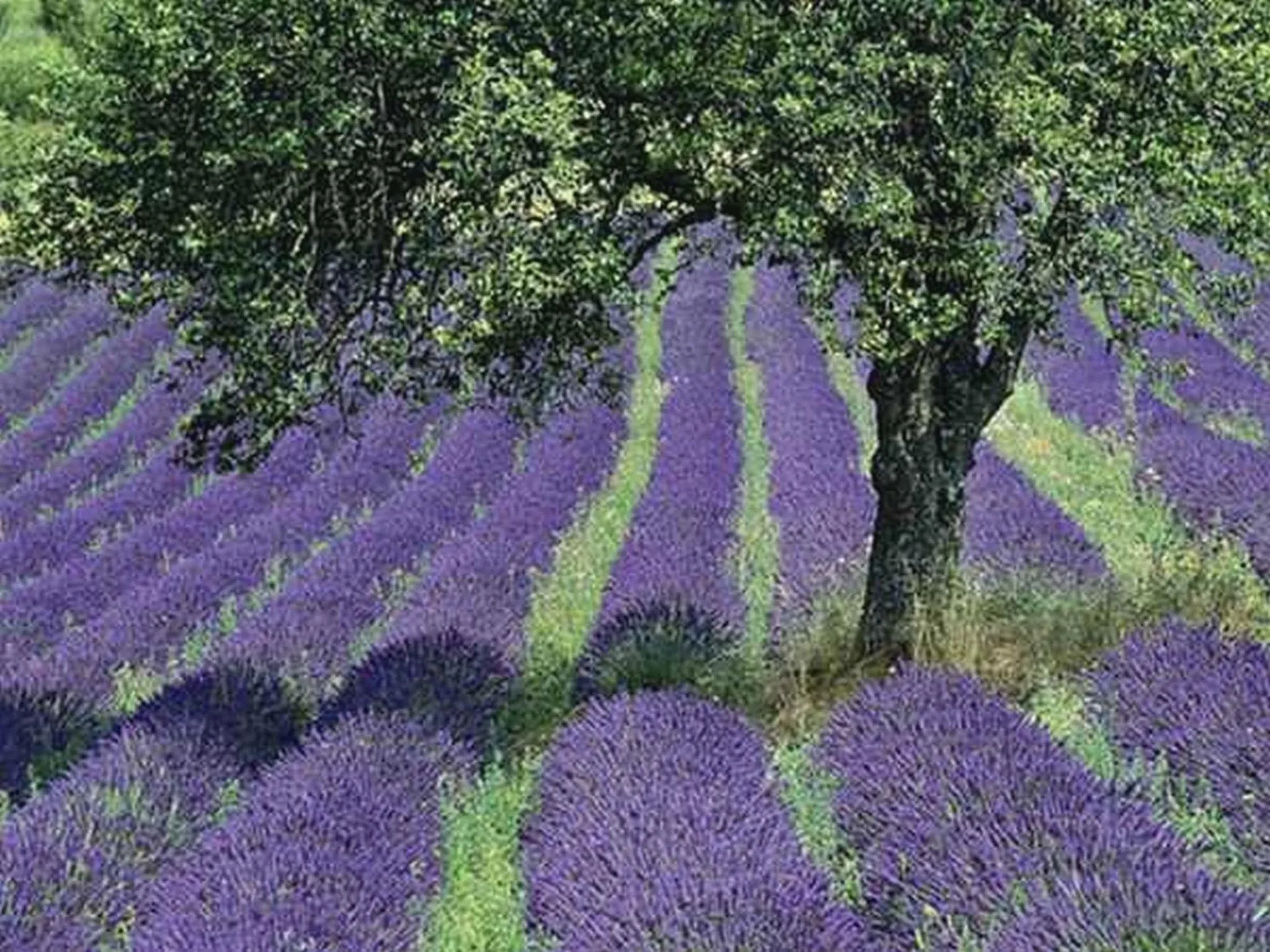 Natural landscape in Le Sareymond