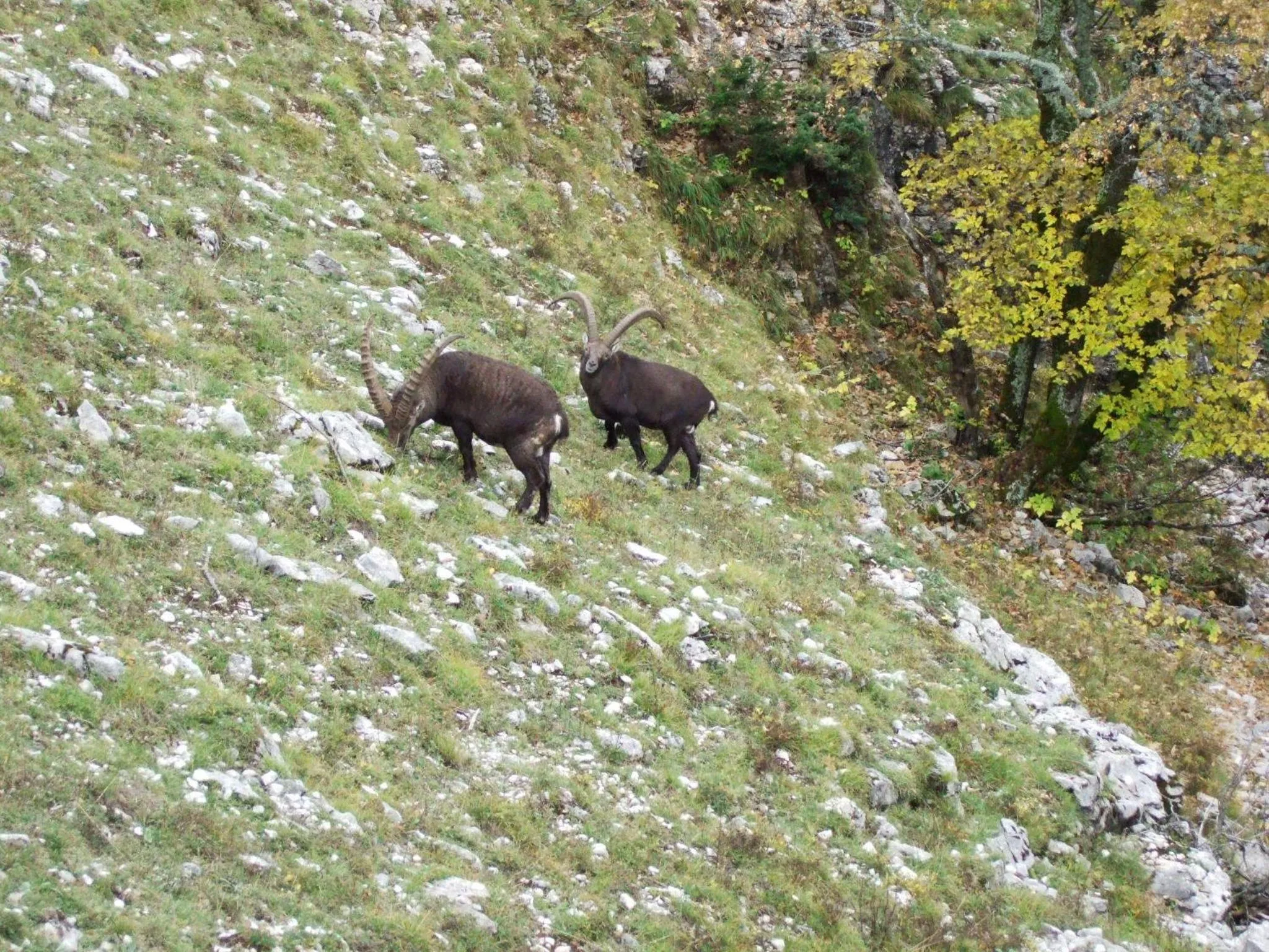 Hiking in Le Sareymond