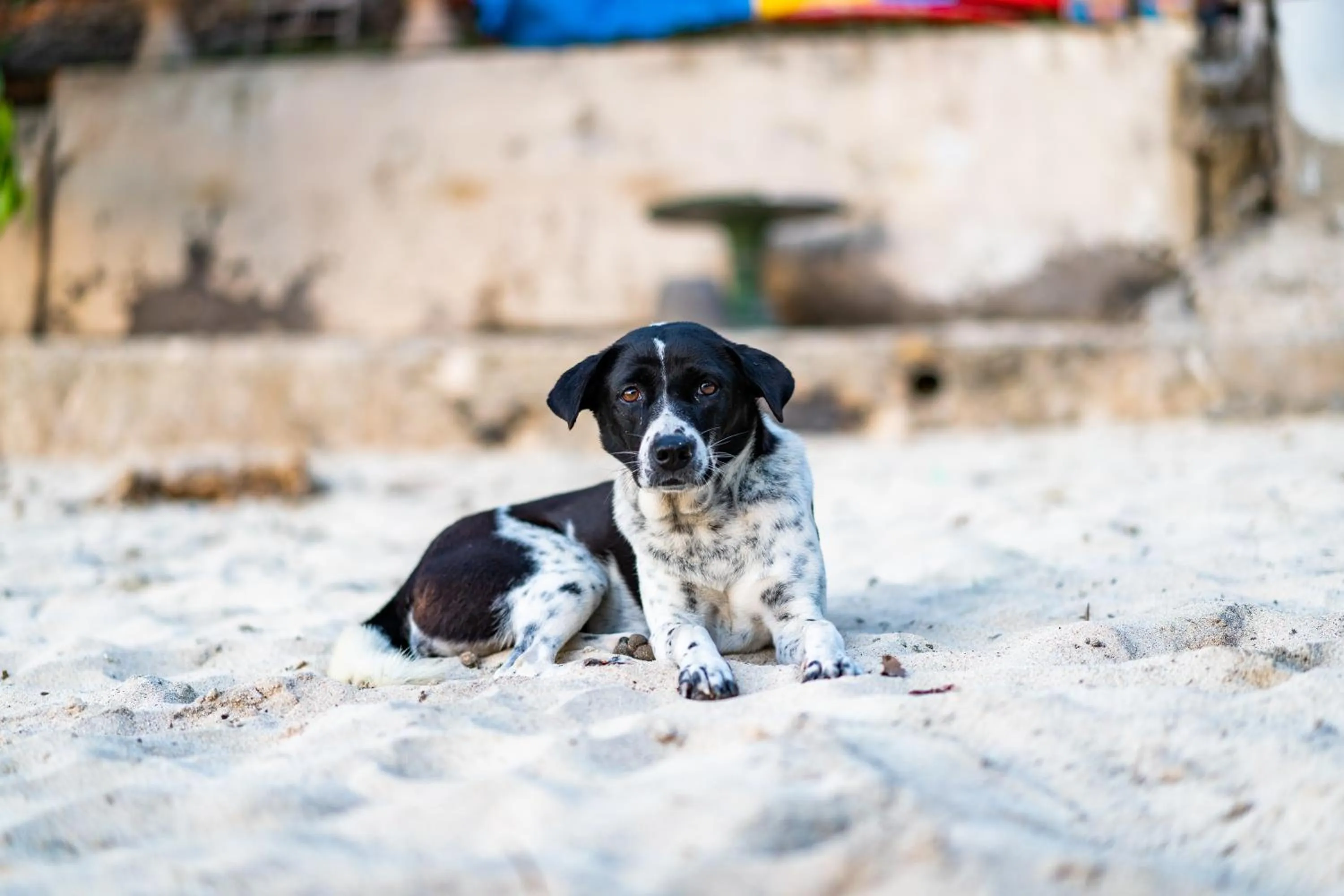 Pets in Song Lambung Beach Huts