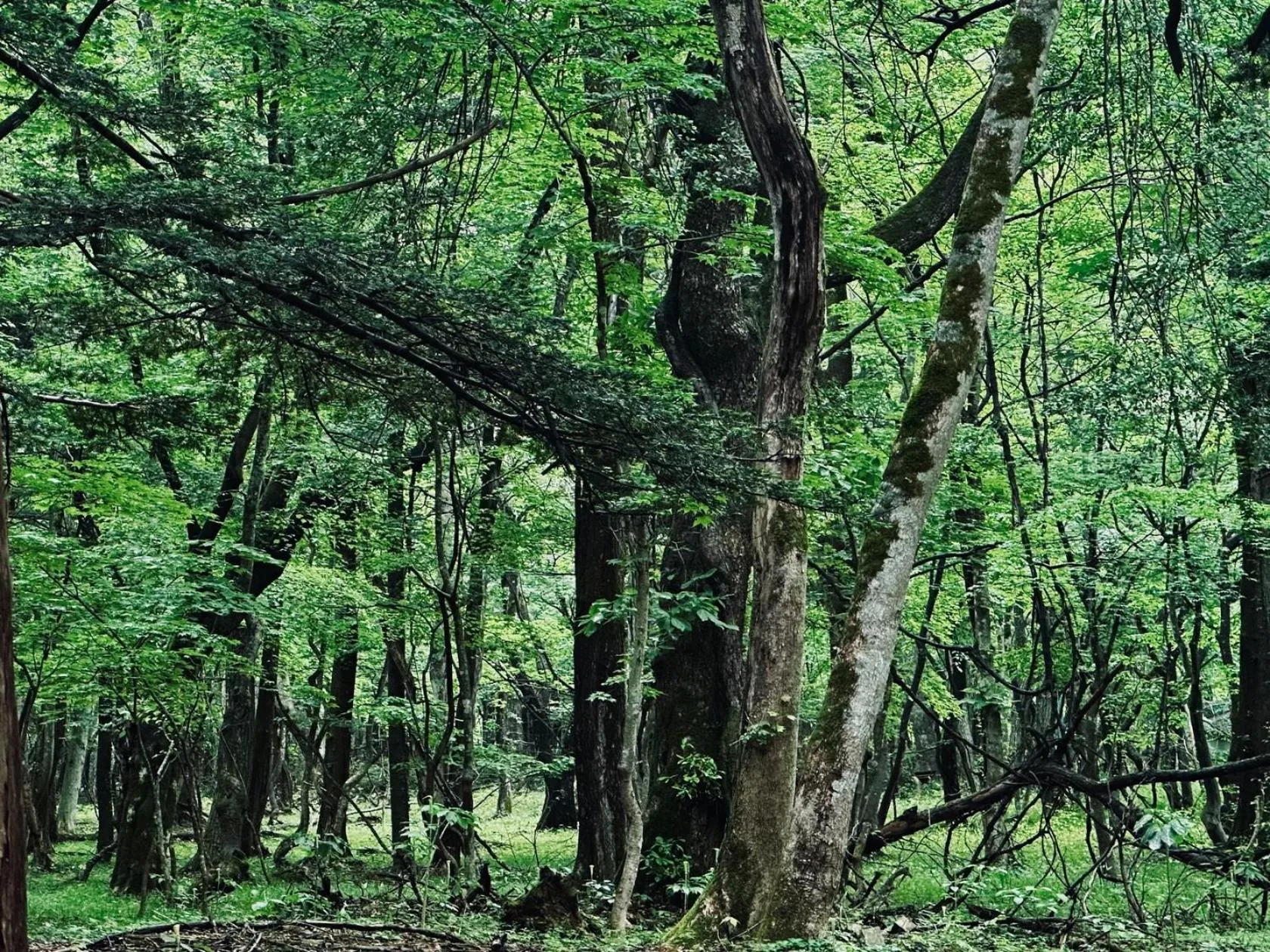 Nearby landmark in Hana to Hana