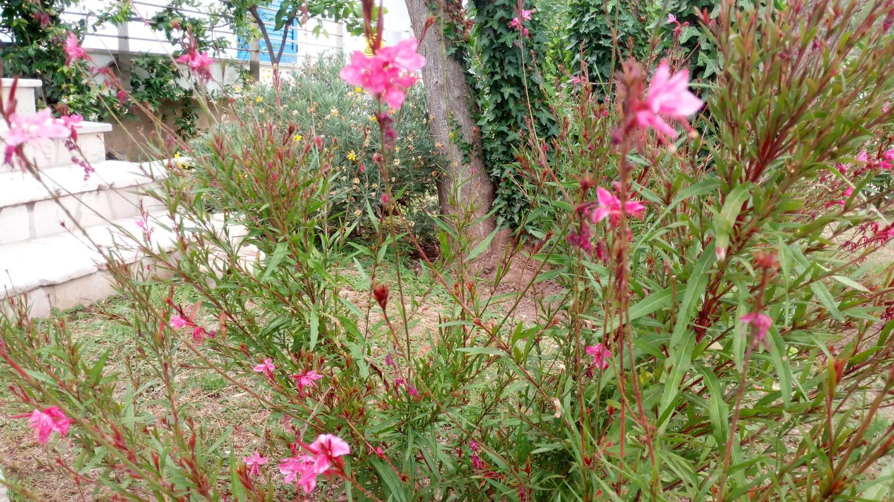 Garden in B&B Conca del Faro