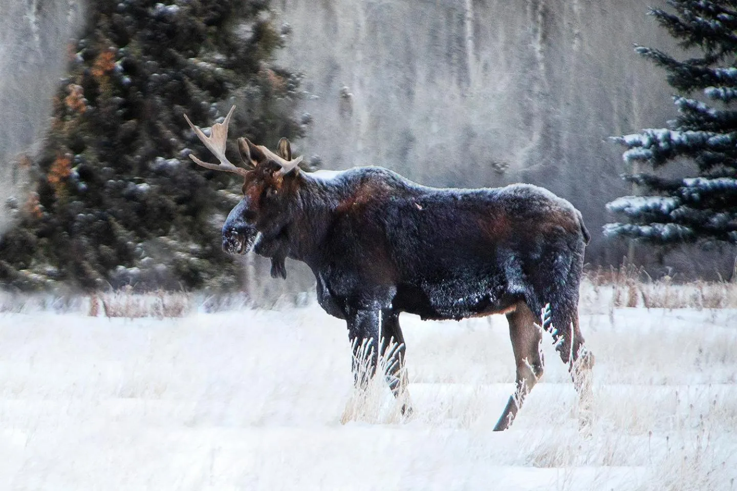 Day in Flying Saddle Resort and Steak House