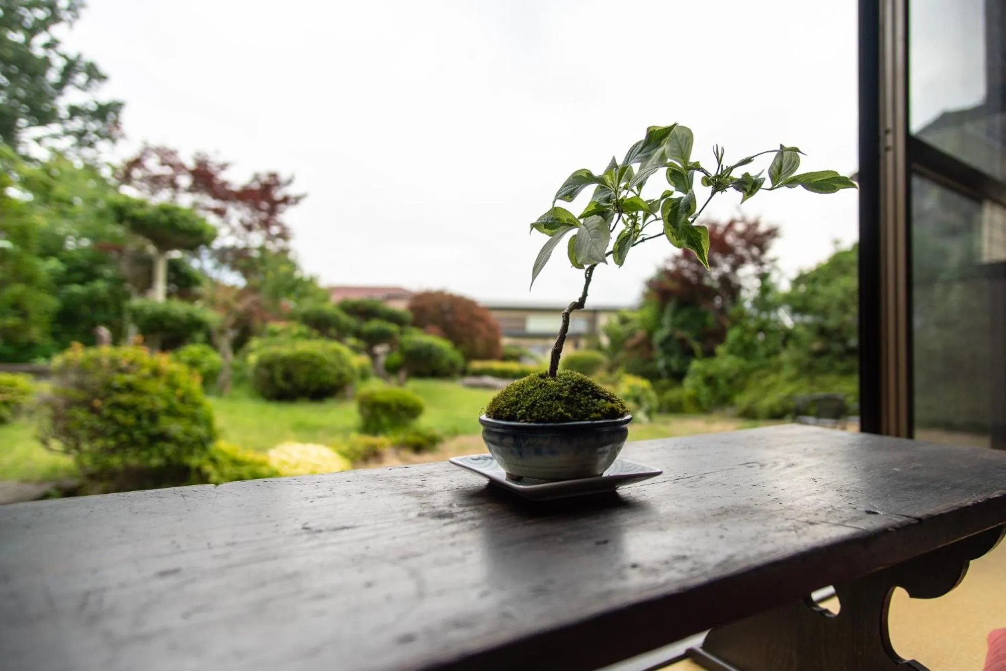 Garden in HOSTEL MICHIKUSA-YA