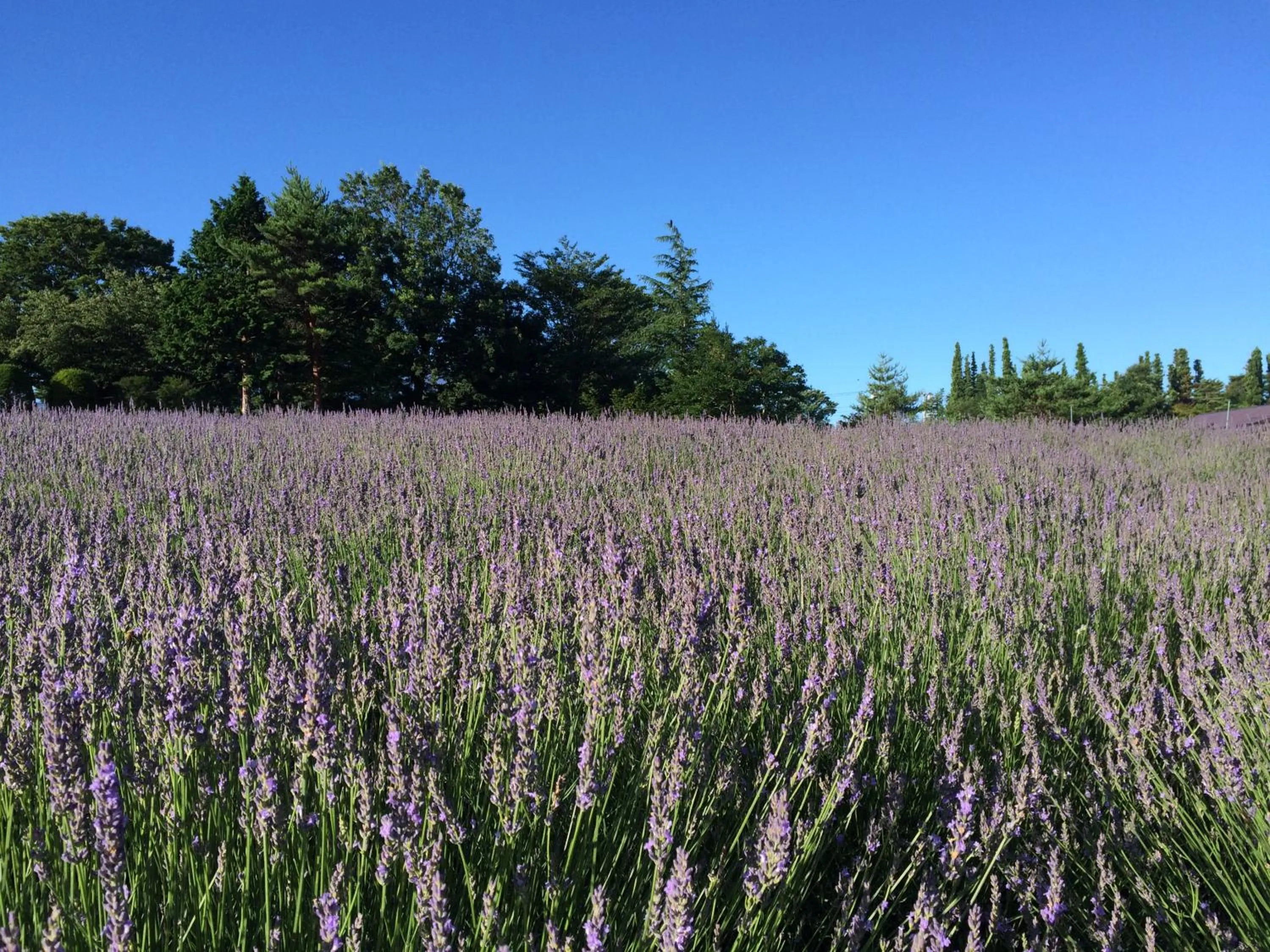 Nearby landmark in HOSTEL MICHIKUSA-YA