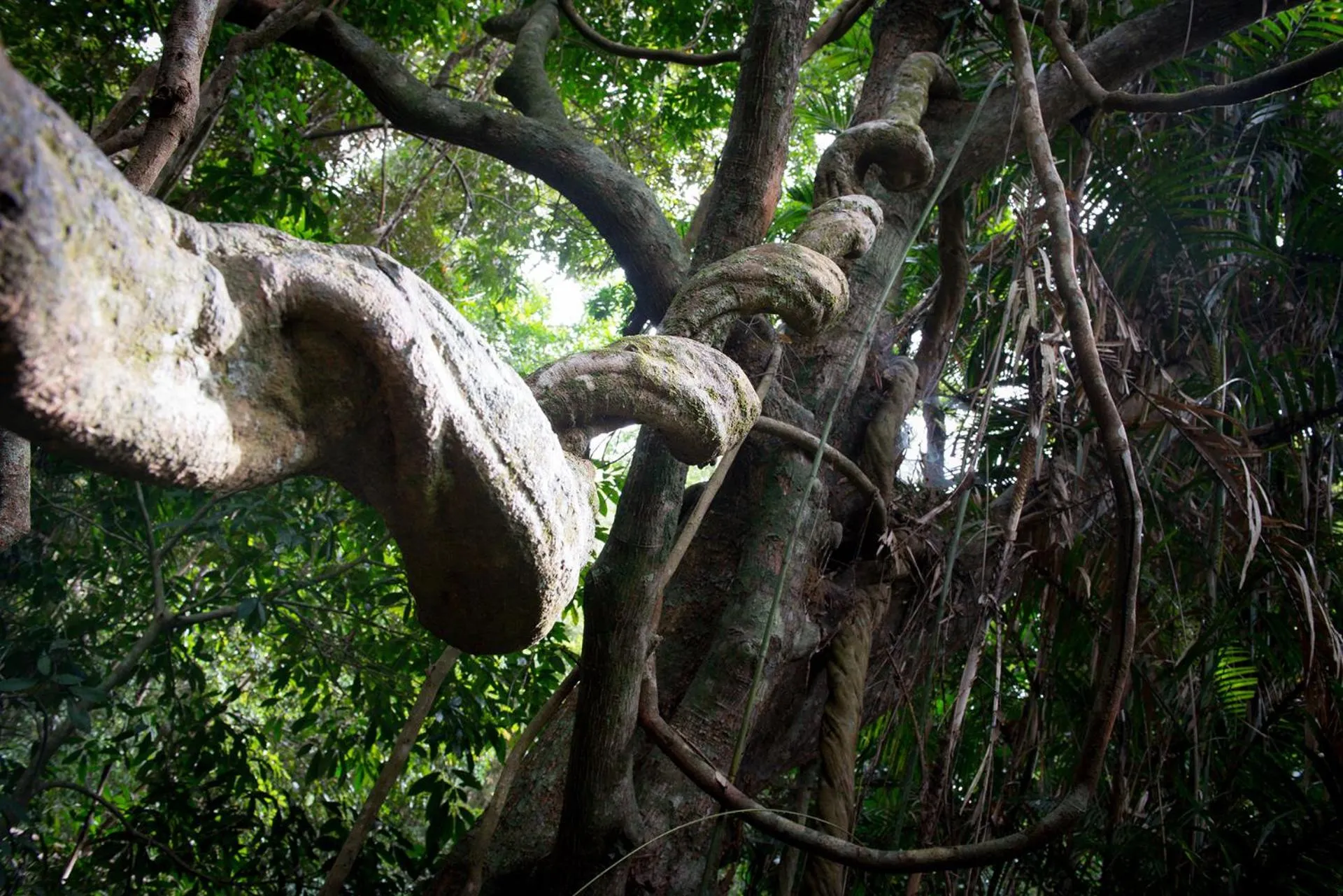 Day in Chambers Wildlife Rainforest Lodges