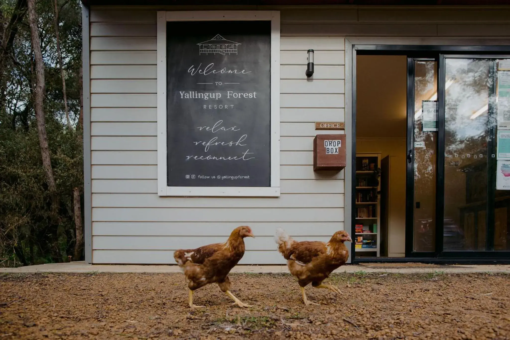 Animals in Yallingup Forest Resort Animals in Yallingup Forest Resort