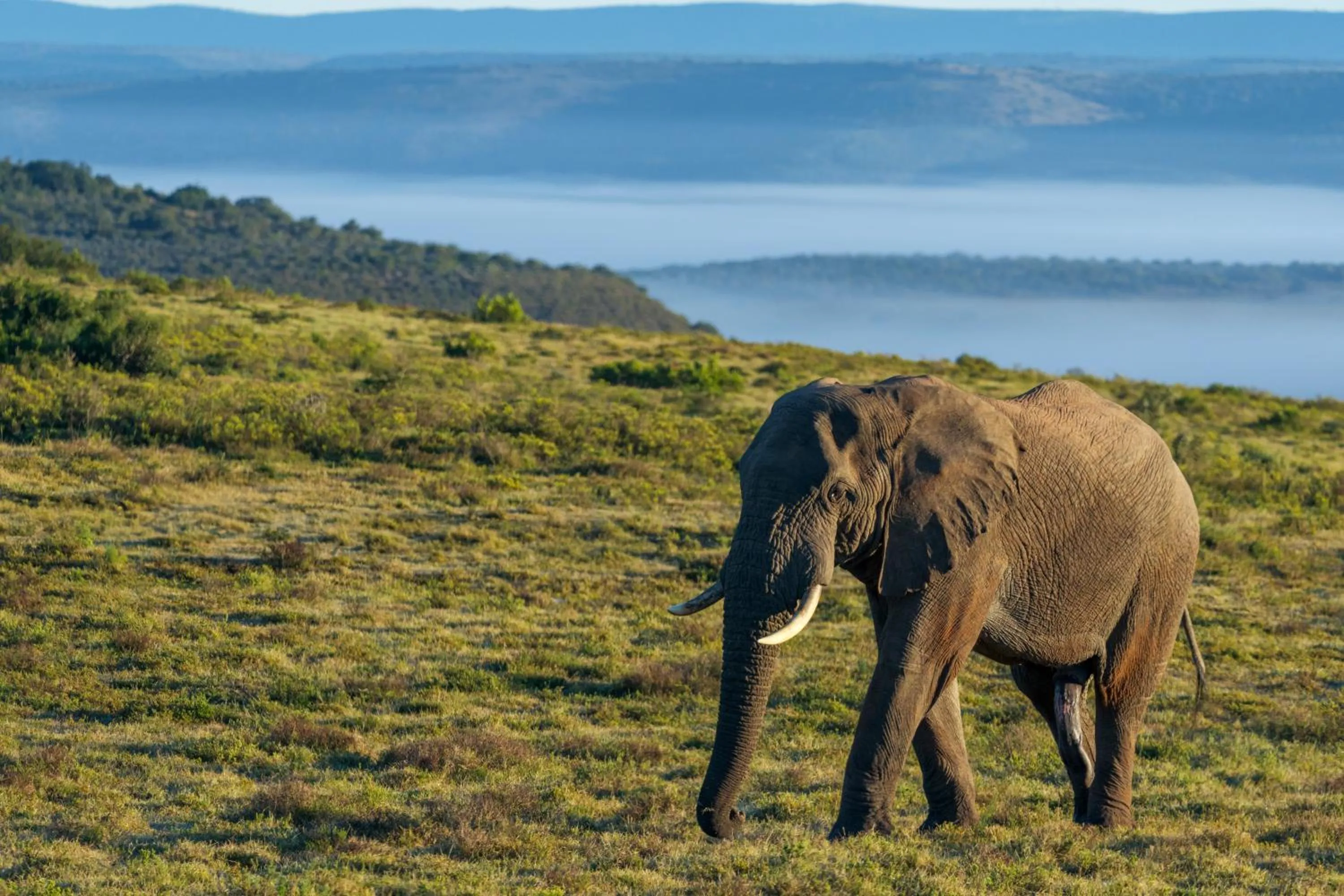 Day in HillsNek Safari Camp – Amakhala Game Reserve