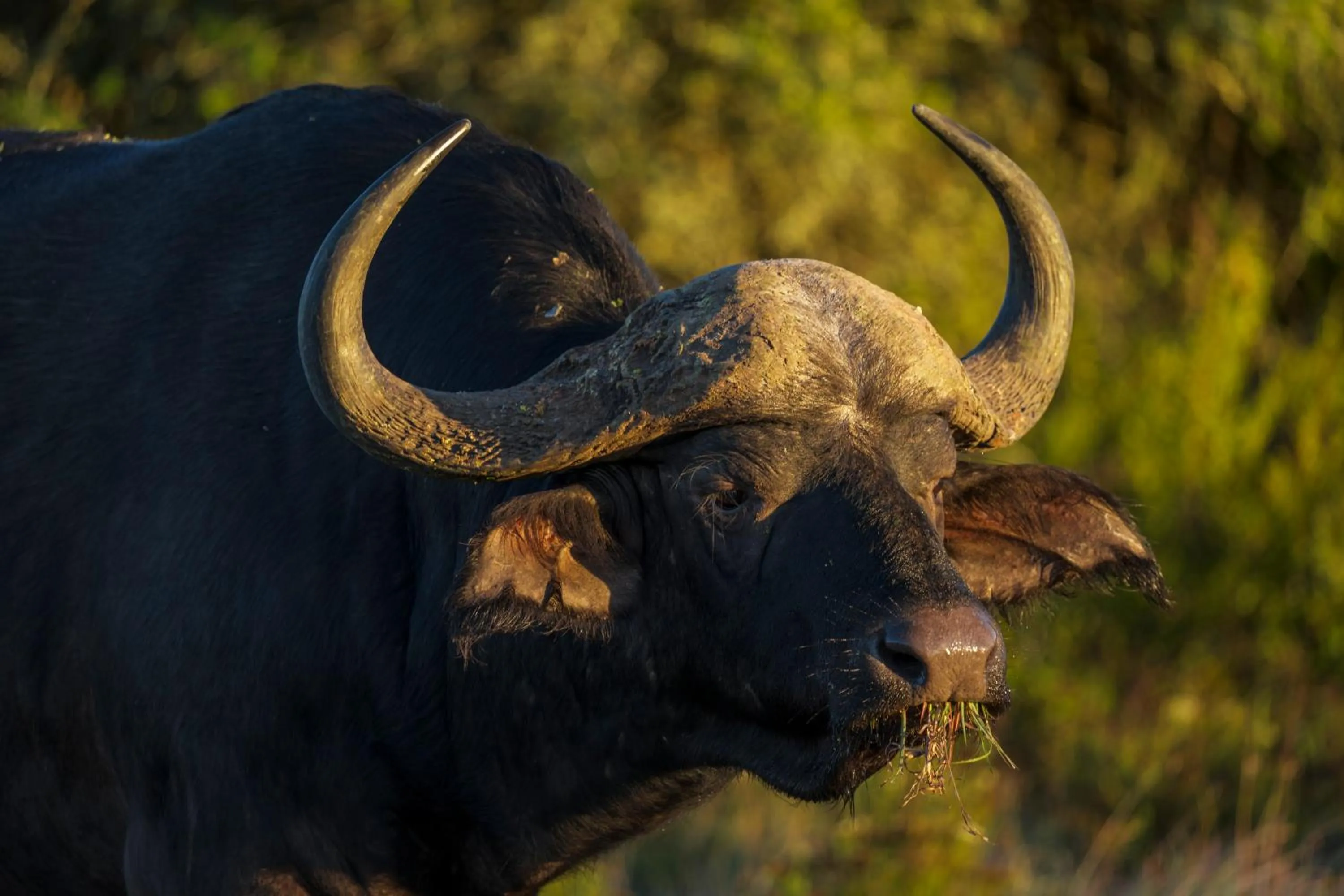 Animals in HillsNek Safari Camp – Amakhala Game Reserve