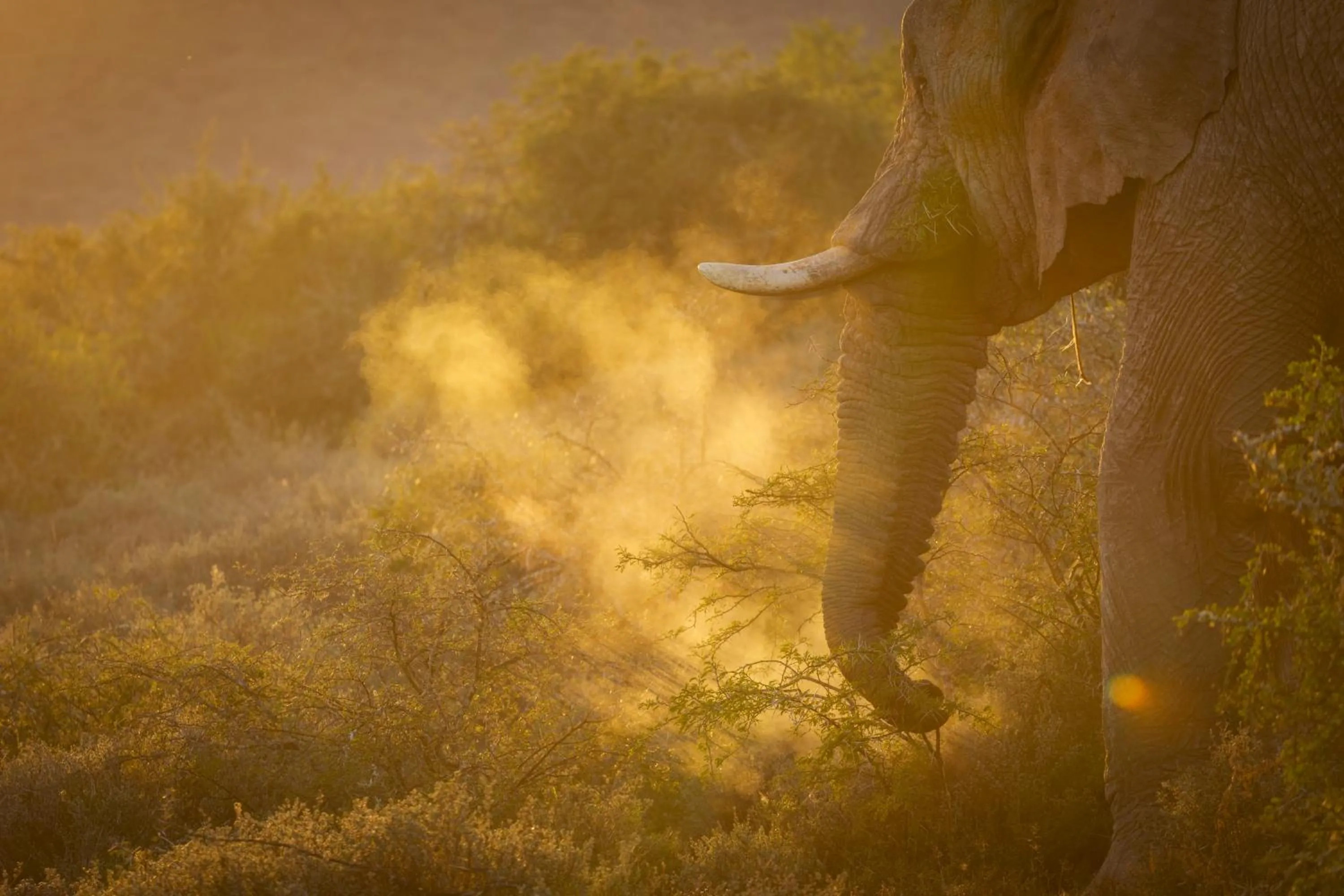 Natural landscape in HillsNek Safari Camp – Amakhala Game Reserve