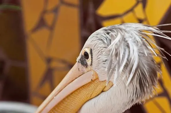 Other in La Maison Abaka