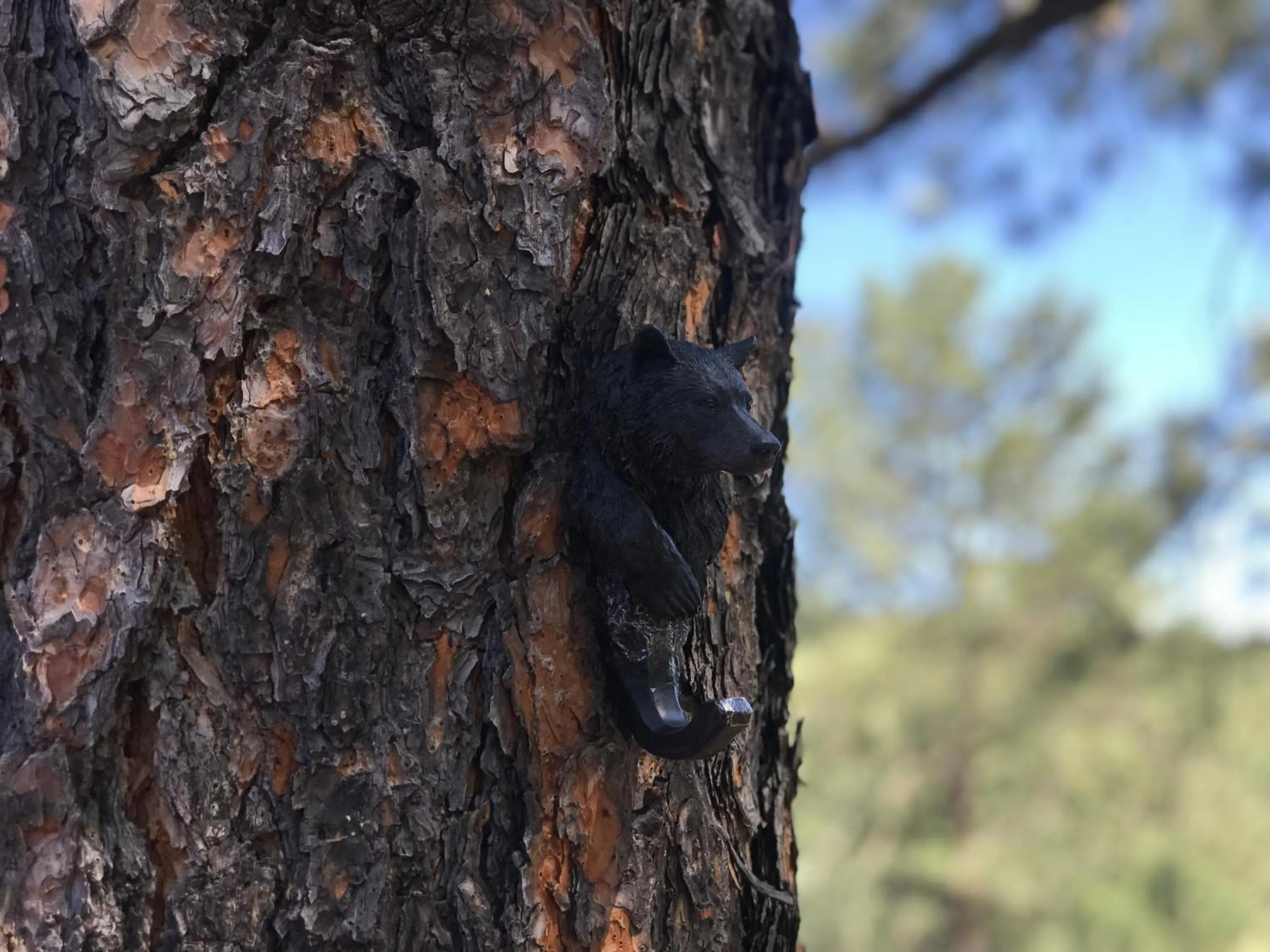 Natural landscape in Gonzales Cozy Little Bear Cabin