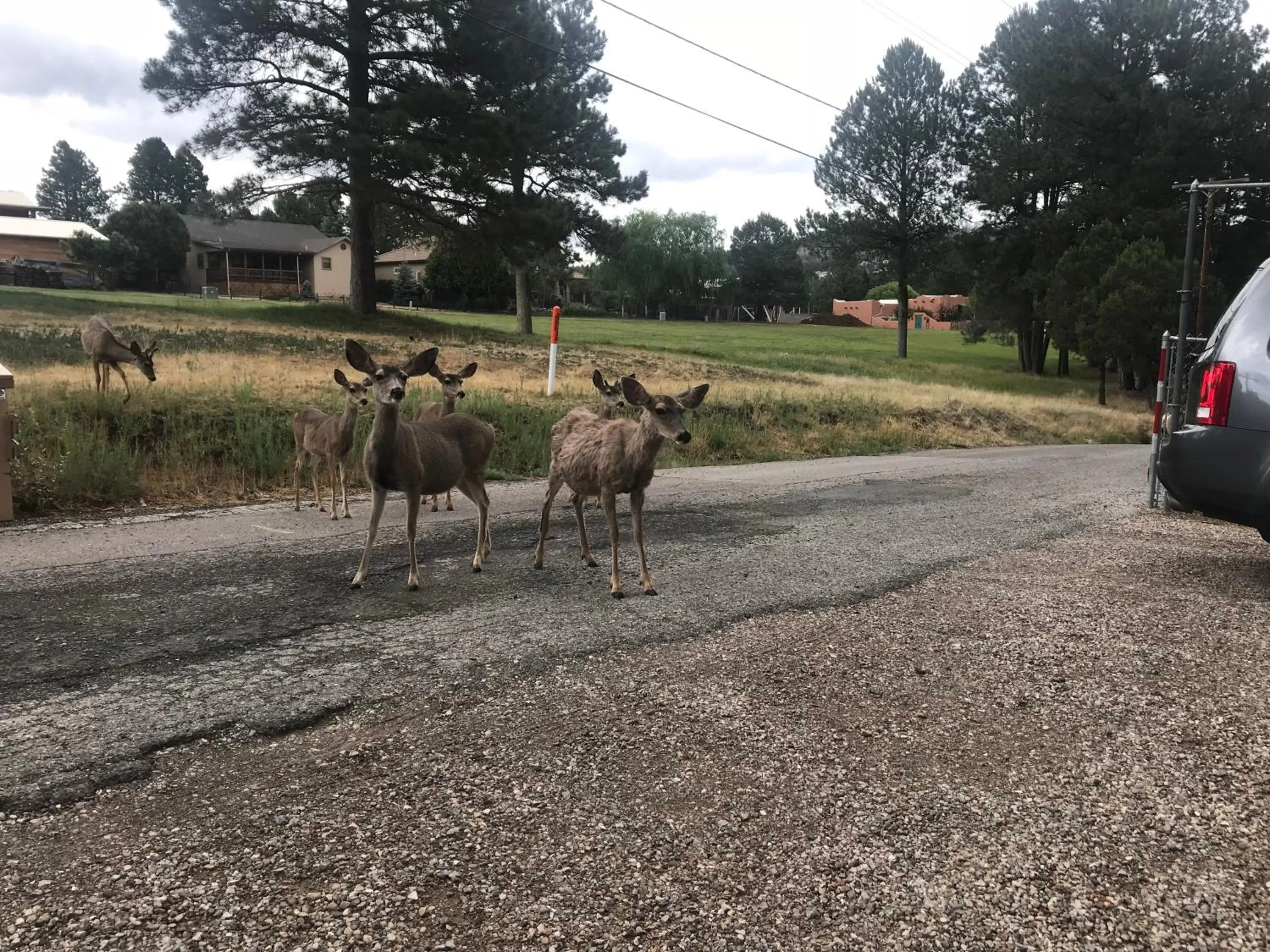 Animals in Gonzales Cozy Little Bear Cabin