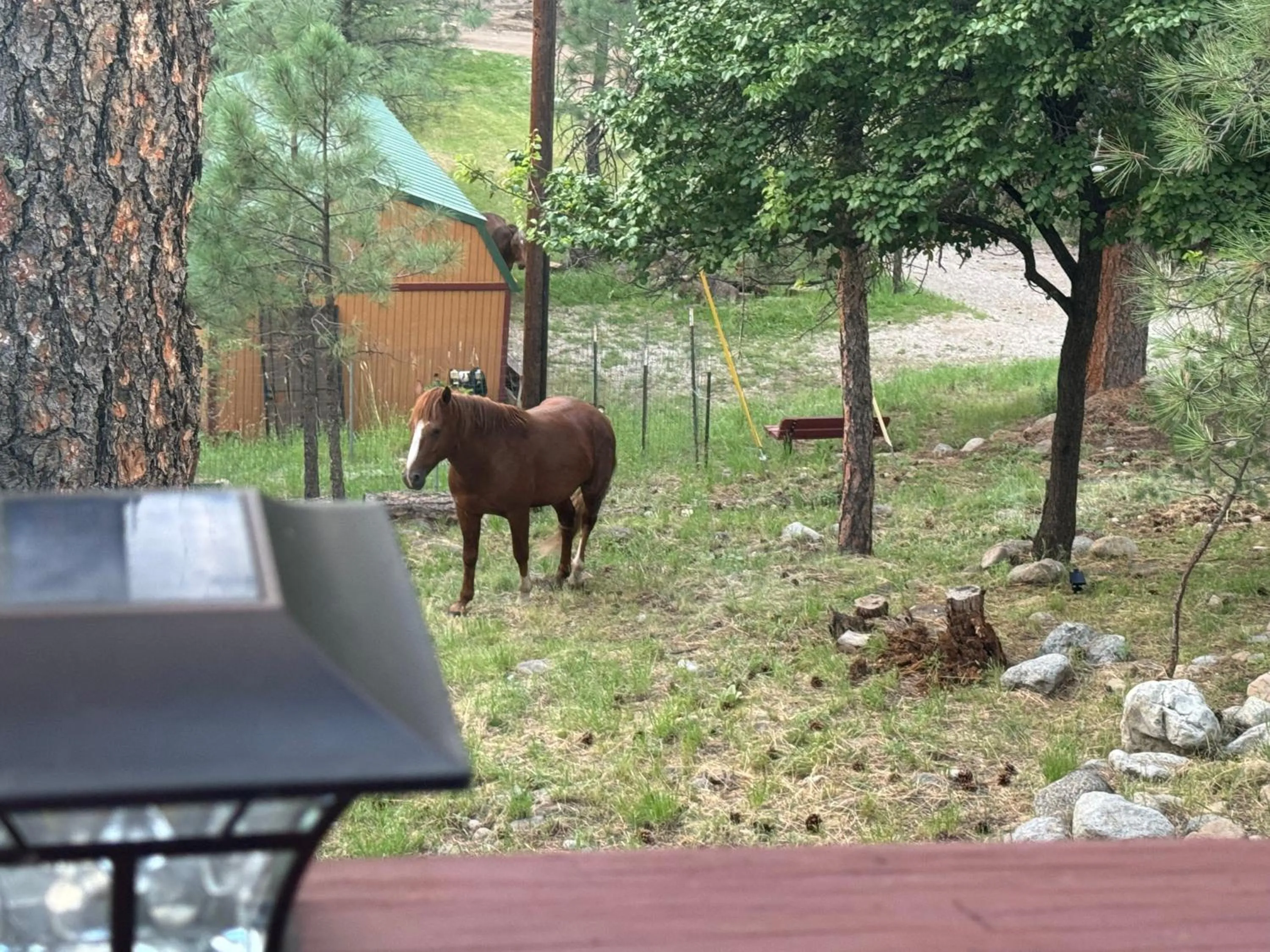 Gonzales Cozy Little Bear Cabin