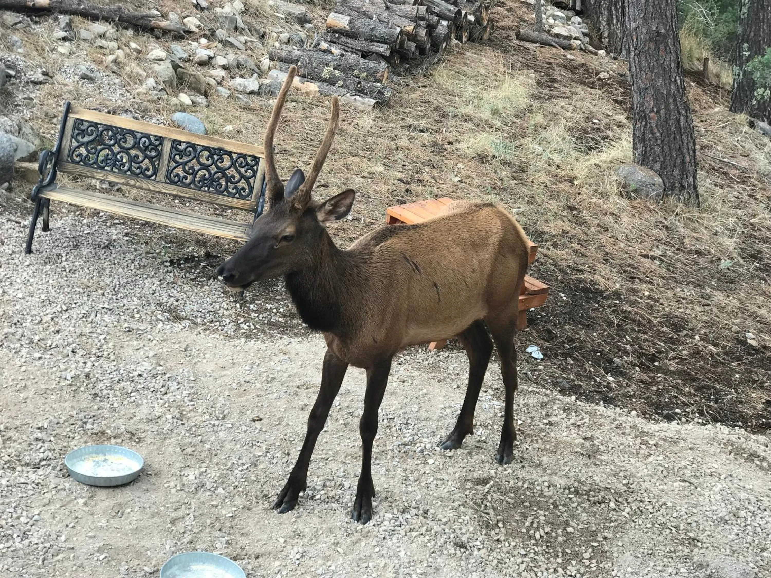 Animals in Gonzales Cozy Little Bear Cabin