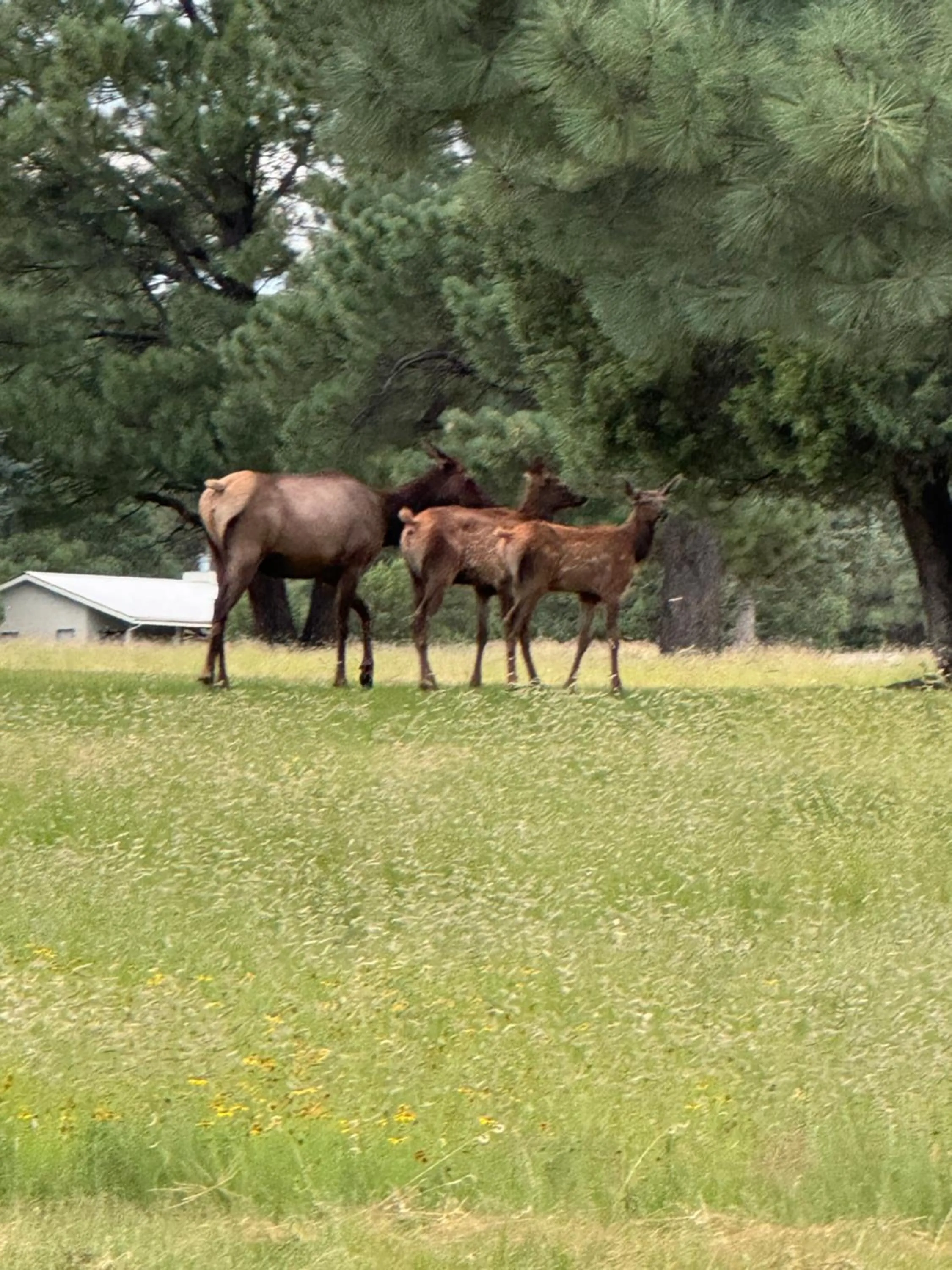 Gonzales Cozy Little Bear Cabin