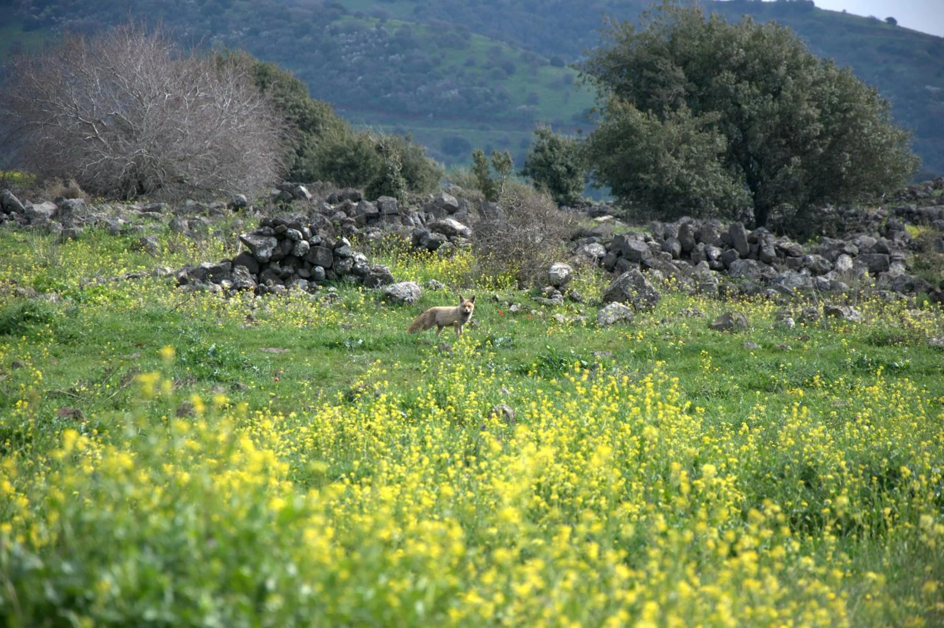 Animals in Gate Away B&B Units - המקום באל רום