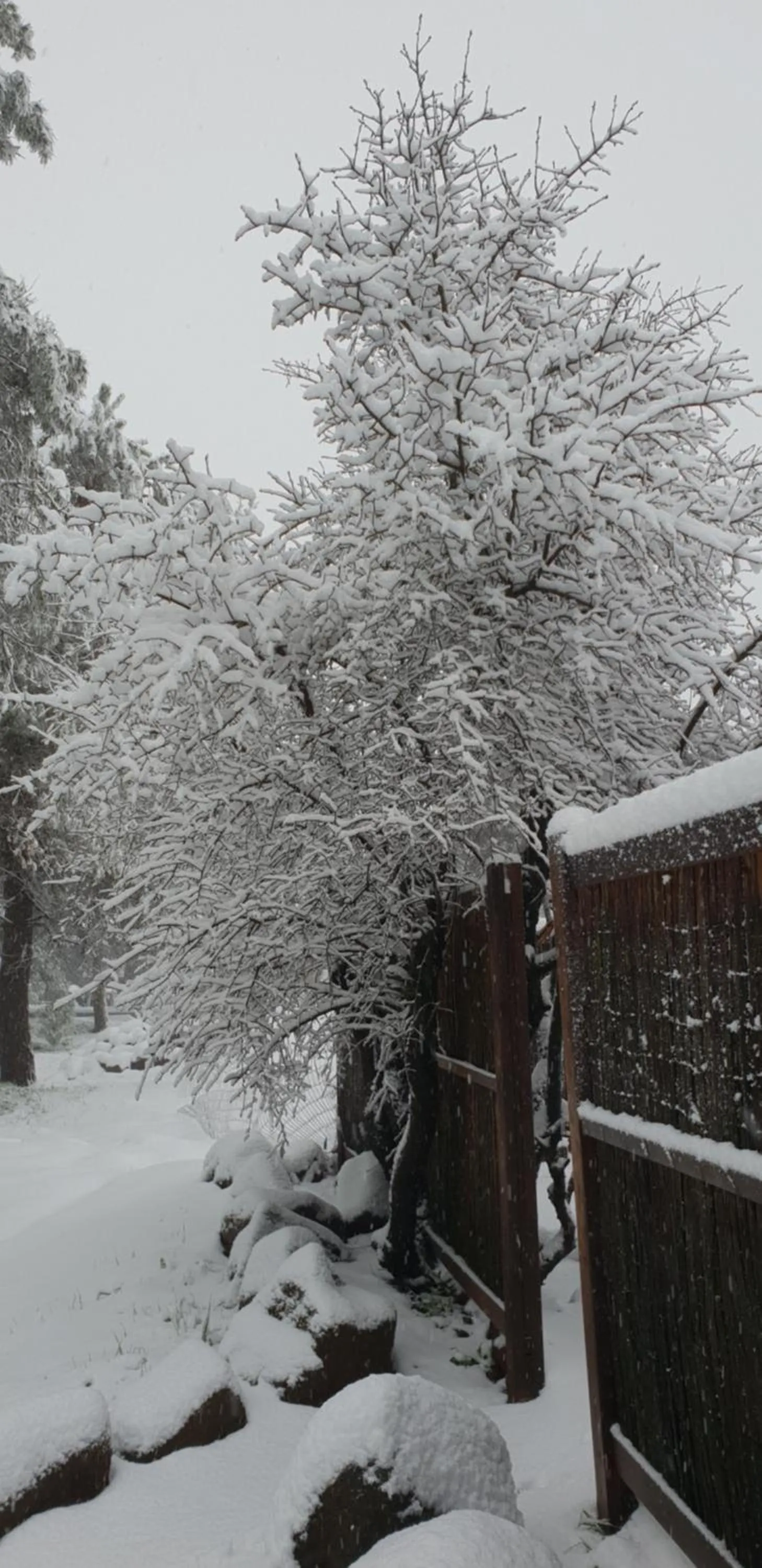 Gate Away B&B Units - המקום באל רום