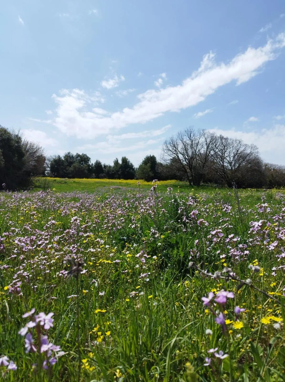 Gate Away B&B Units - המקום באל רום