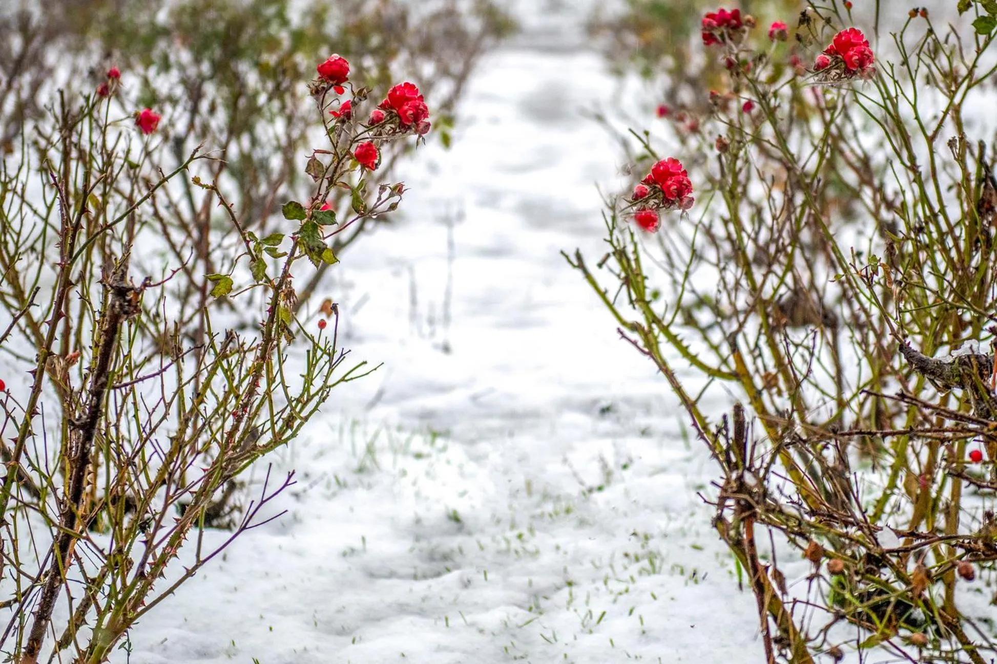 Gate Away B&B Units - המקום באל רום