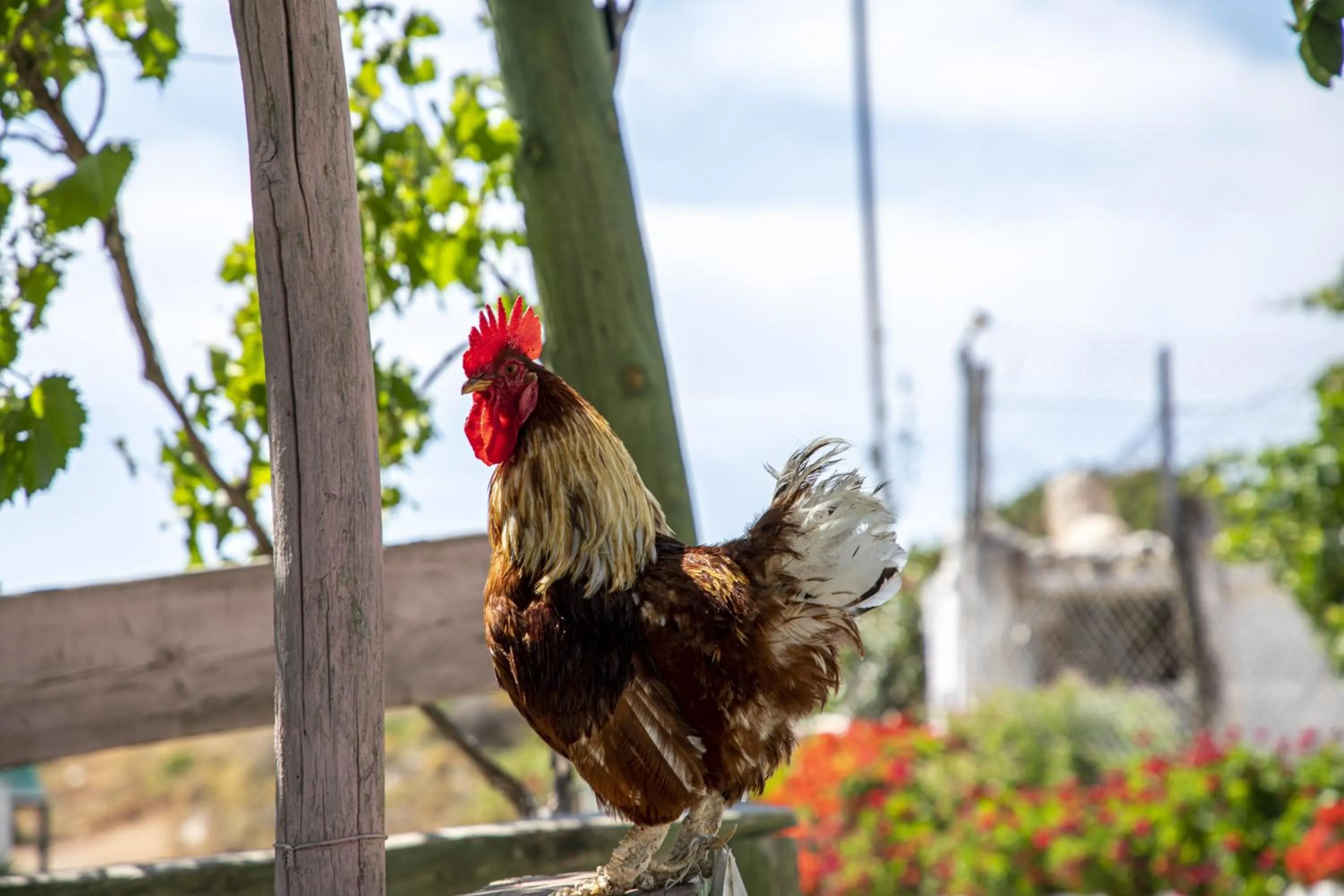 Animals in Goknar Knidos Eco Hotel & Farm