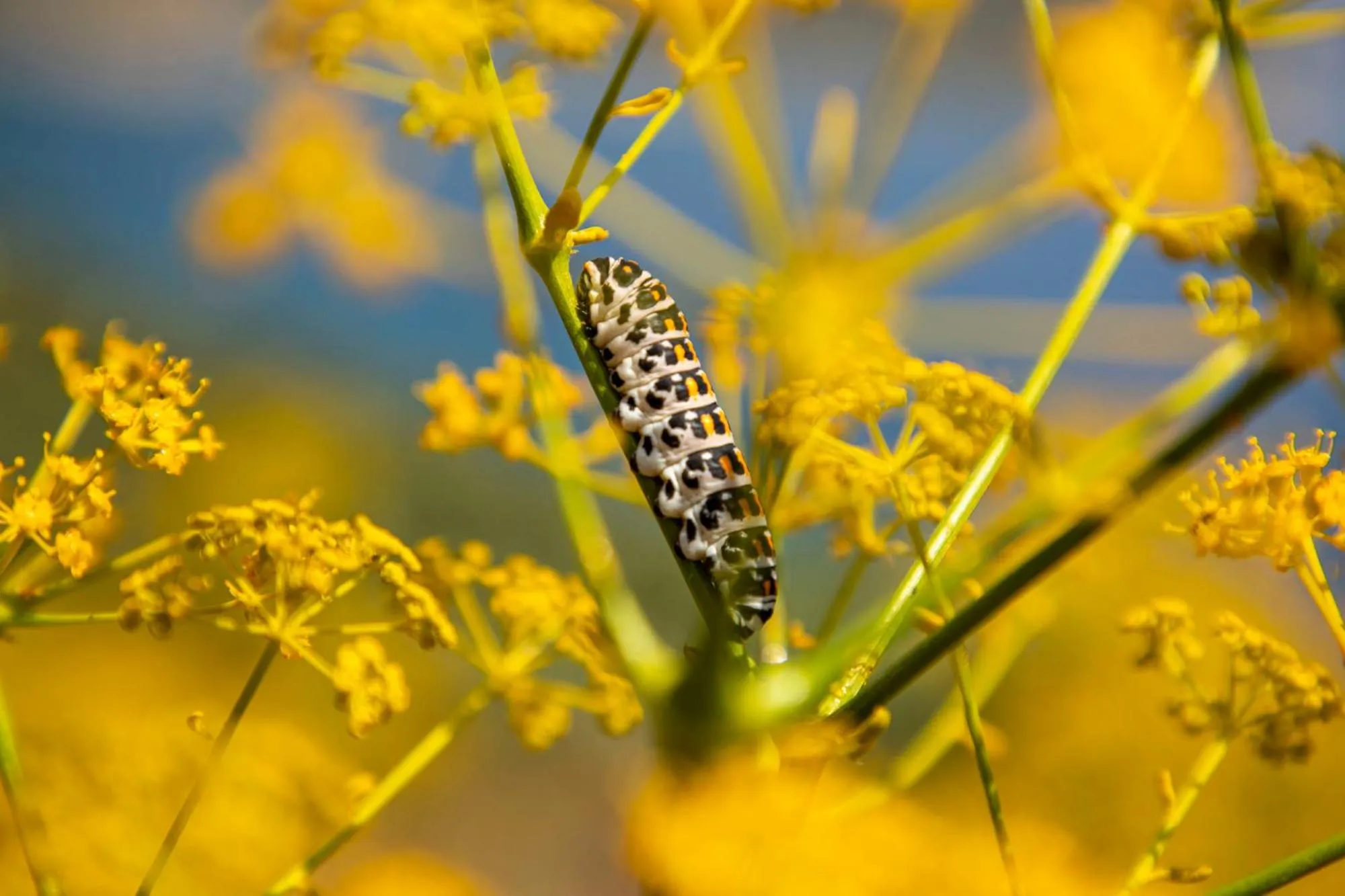 Natural landscape in Goknar Knidos Eco Hotel & Farm