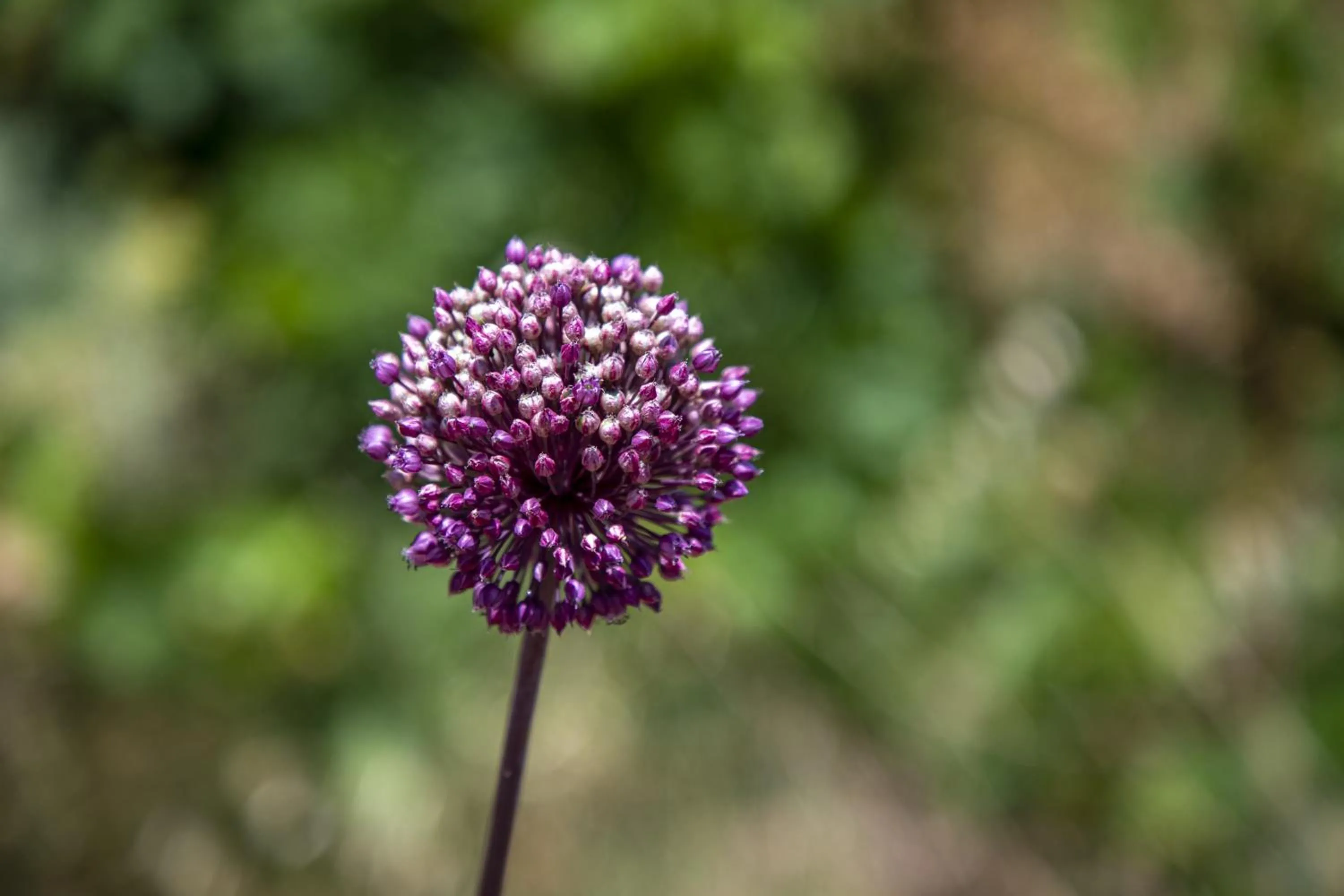 Natural landscape in Goknar Knidos Eco Hotel & Farm