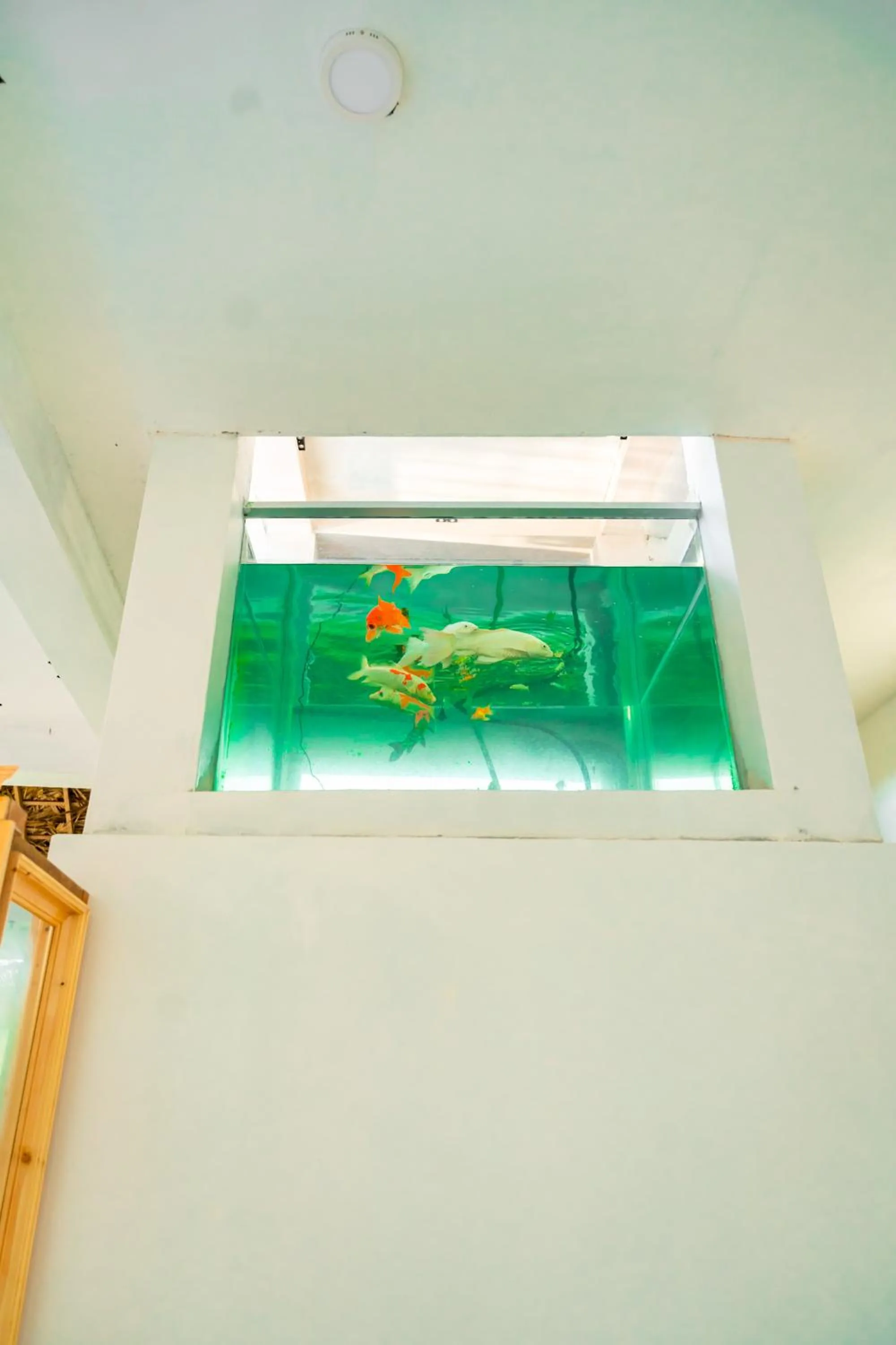 Animals in Thisha Hotel & Restaurant