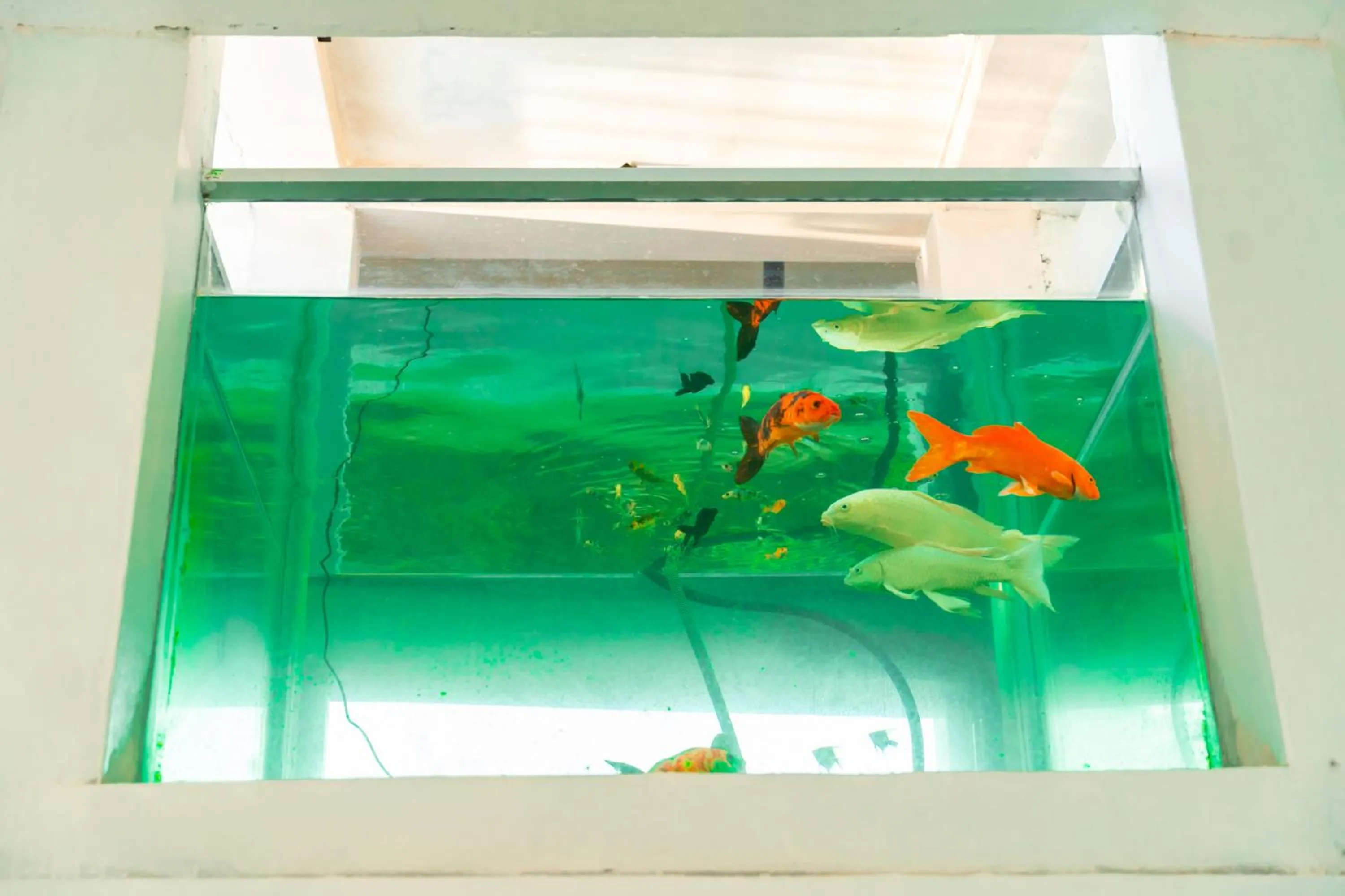 Animals in Thisha Hotel & Restaurant