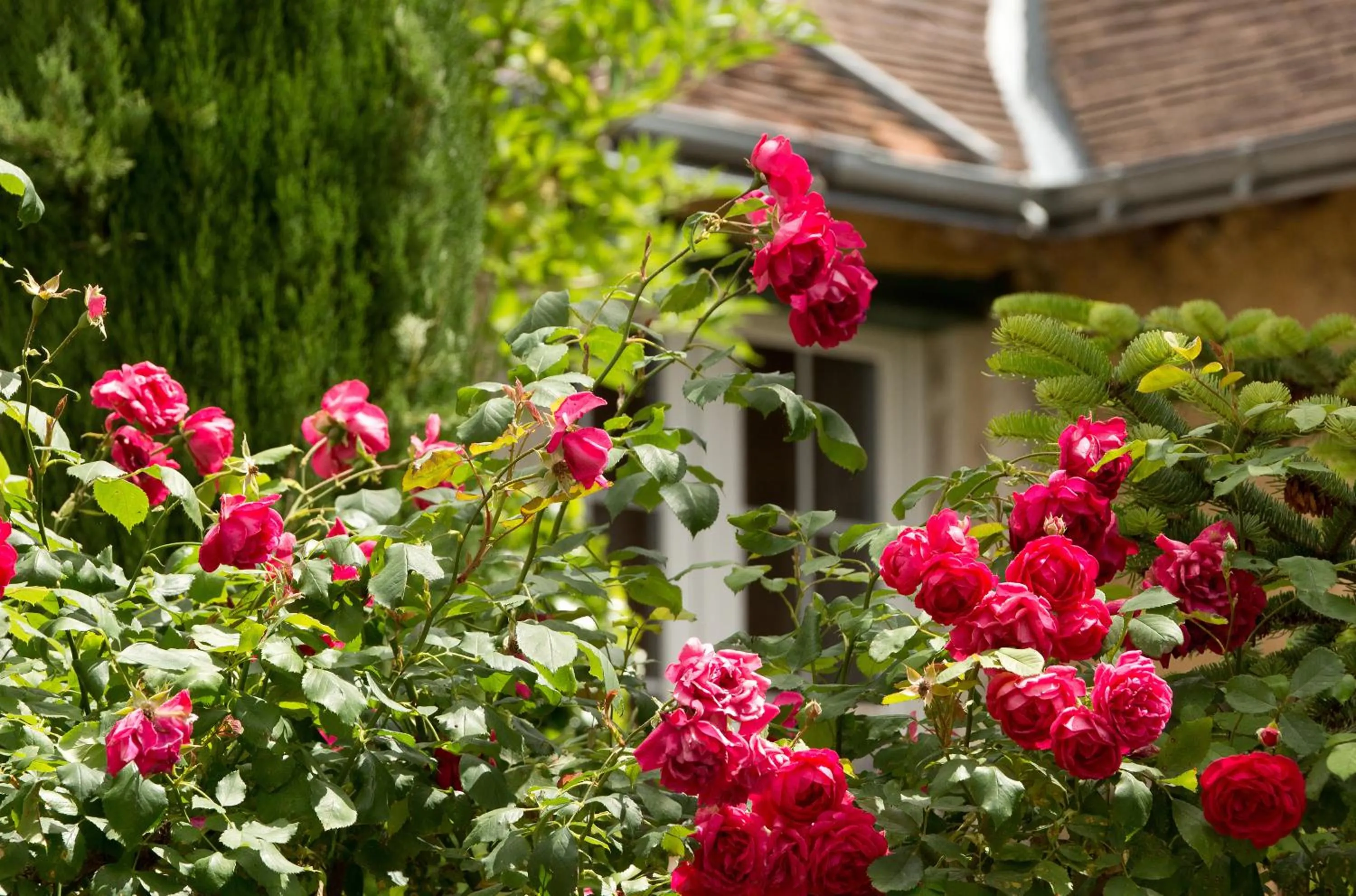 Garden in Hotel La Roseraie