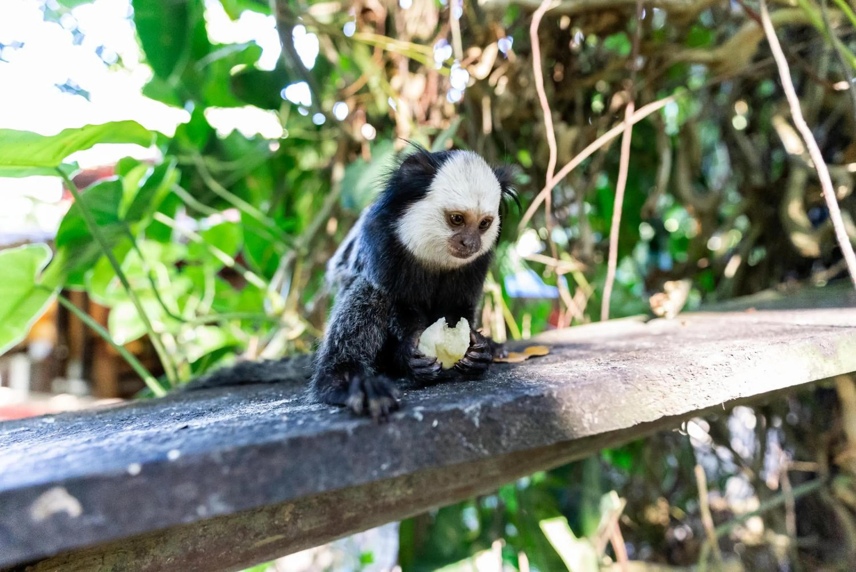 Natural landscape in Mata N'ativa Pousada