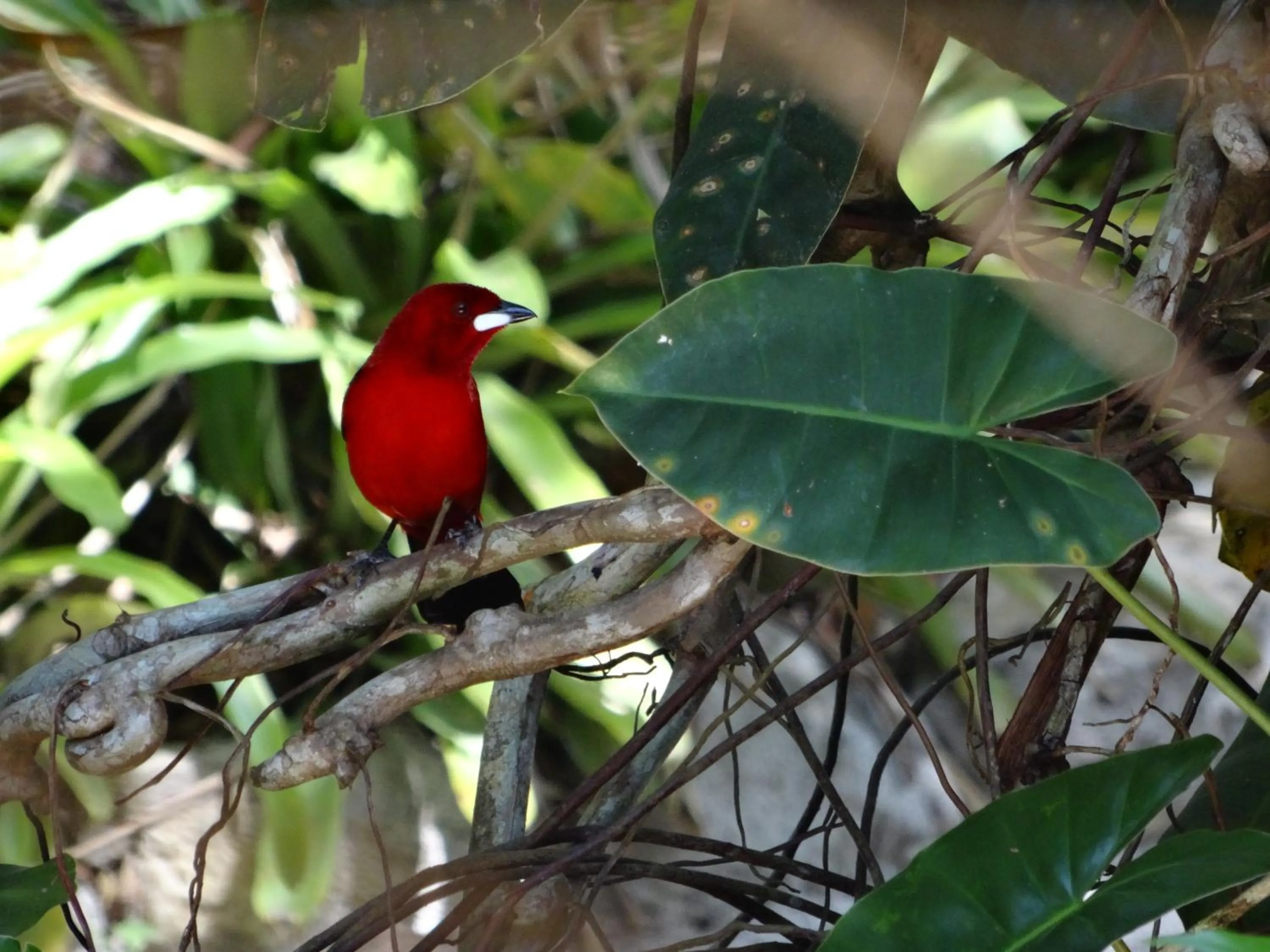 Garden in Mata N'ativa Pousada