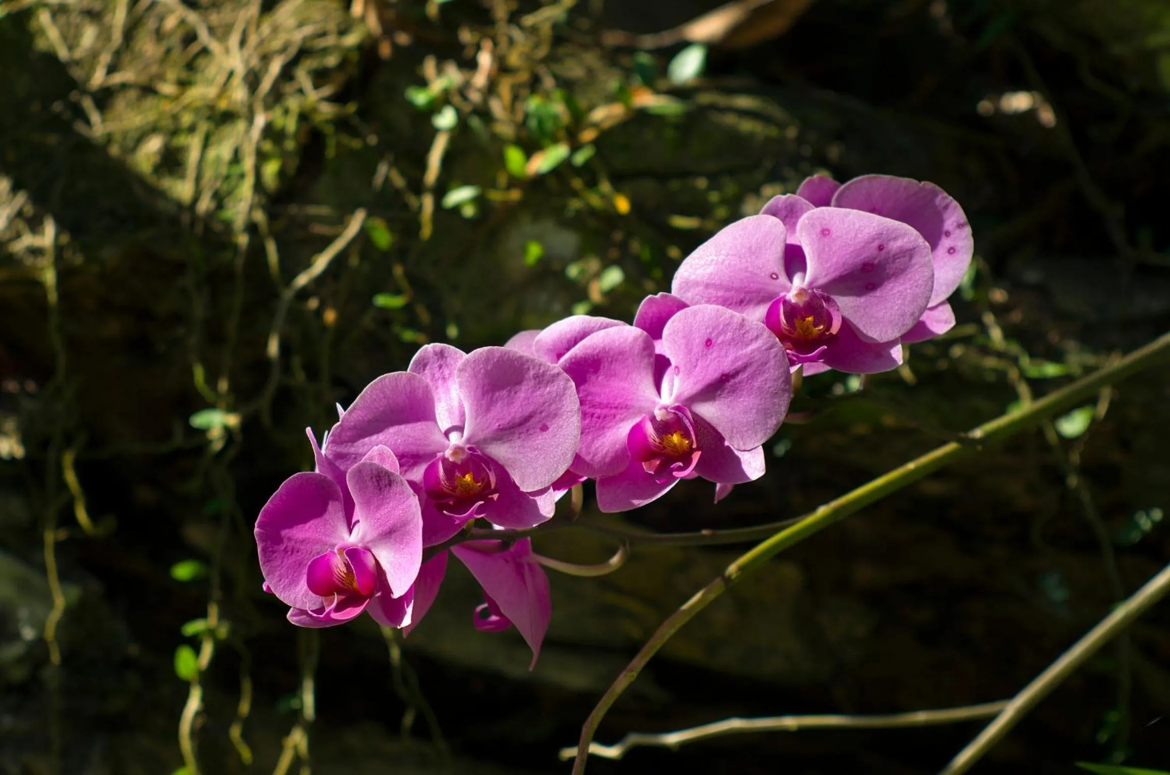 Balcony/Terrace in Mata N'ativa Pousada