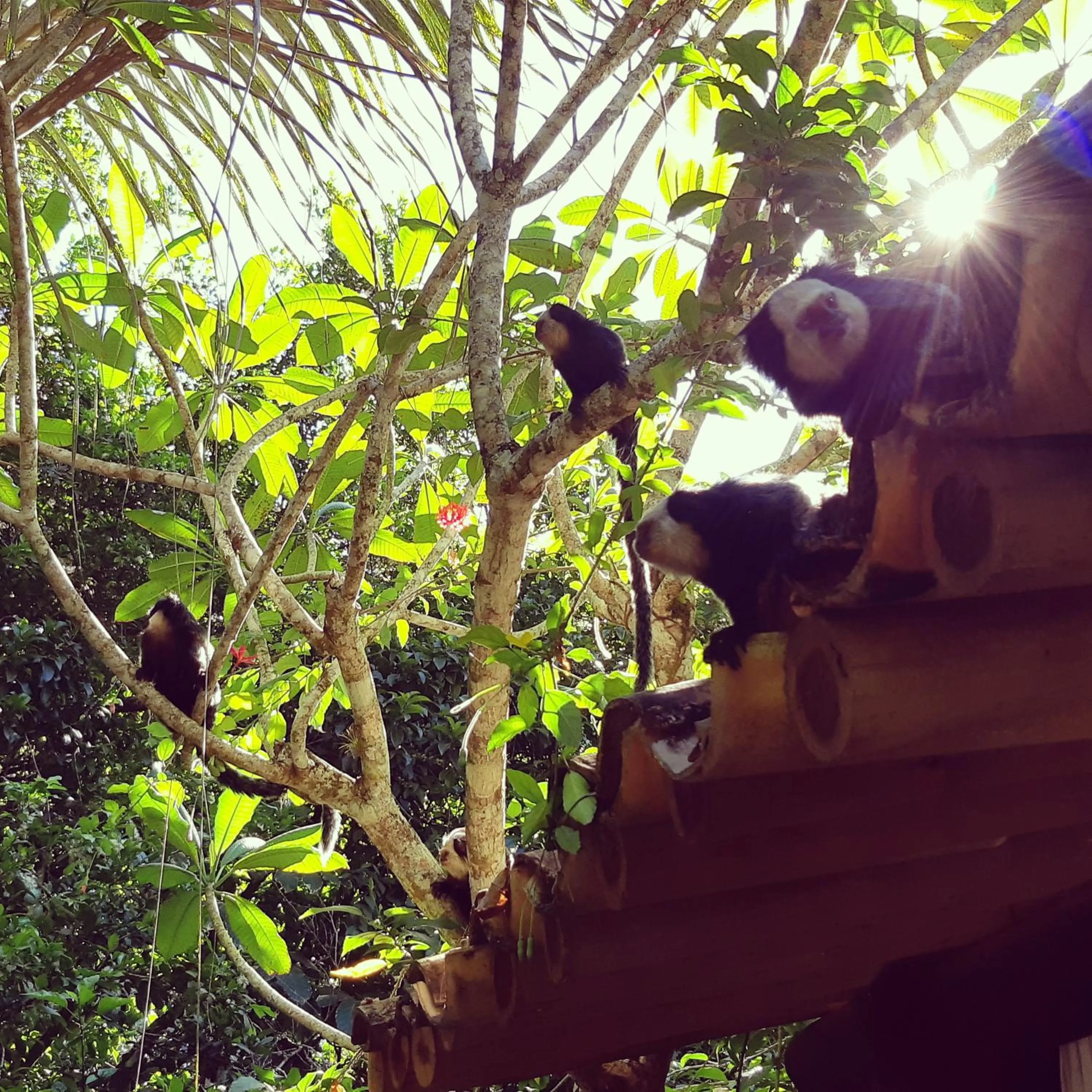 Animals in Mata N'ativa Pousada