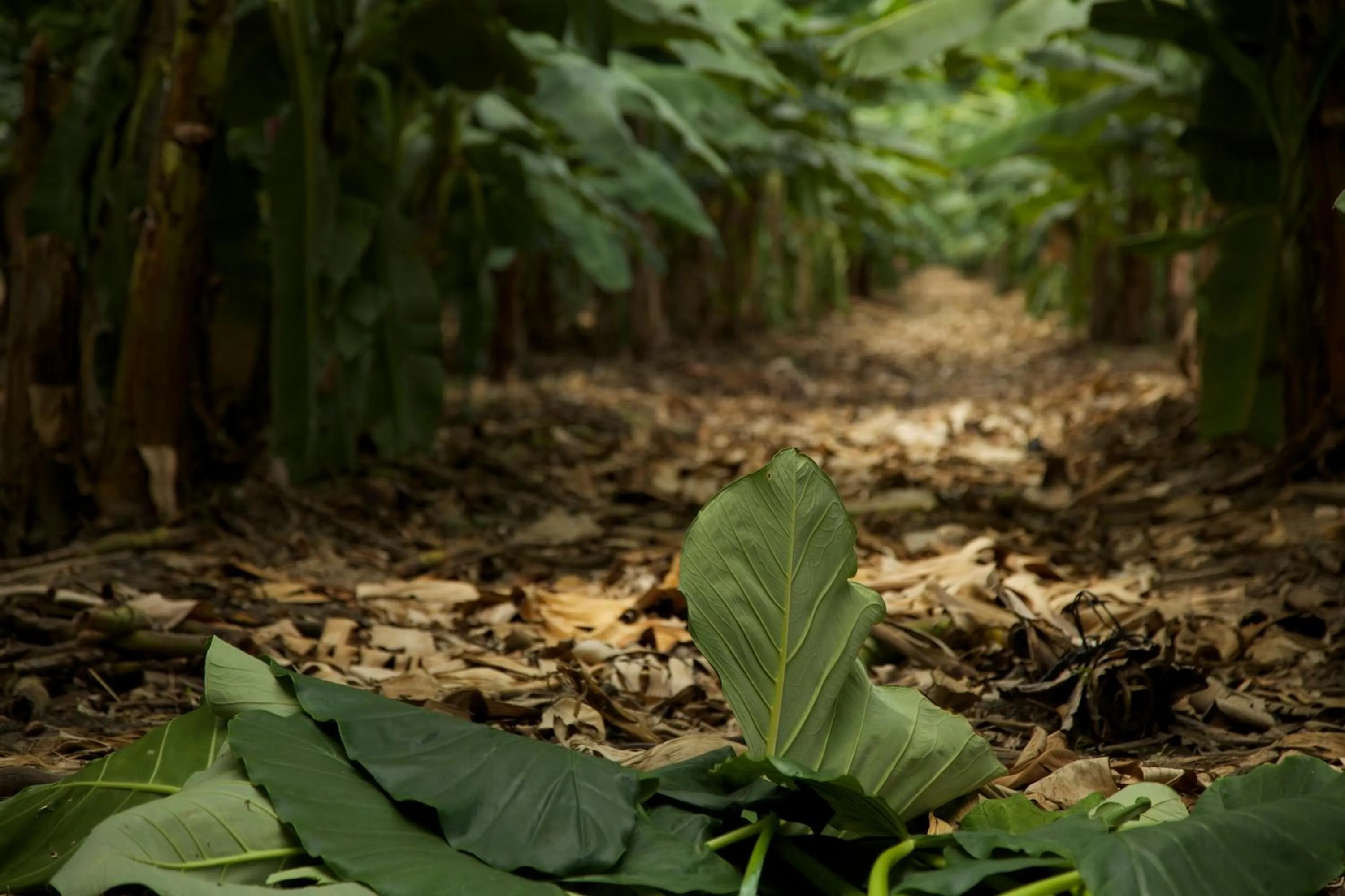 Maison Couturier, San Rafael, a Member of Design Hotels