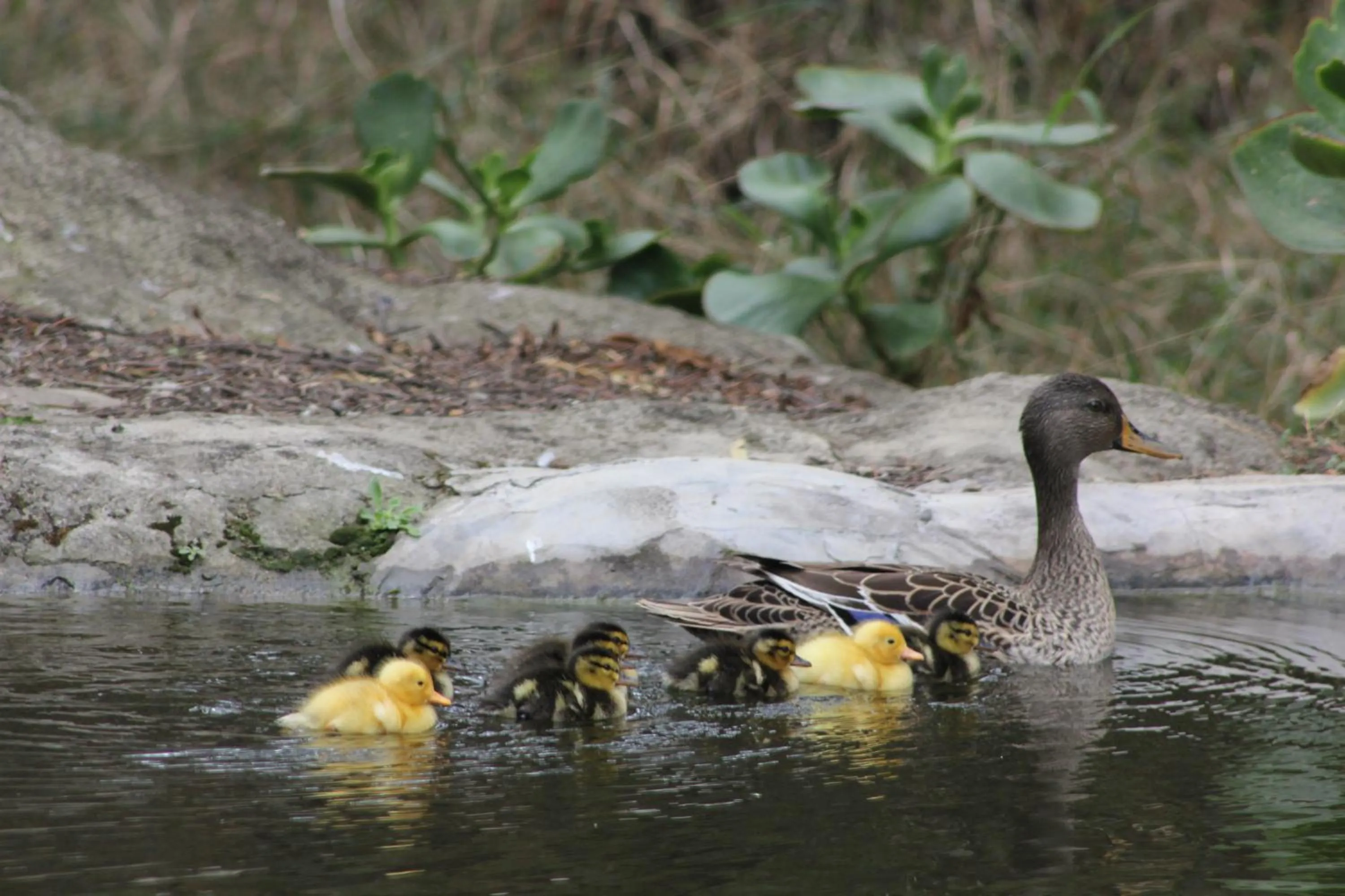 Glenda's Guest Suites