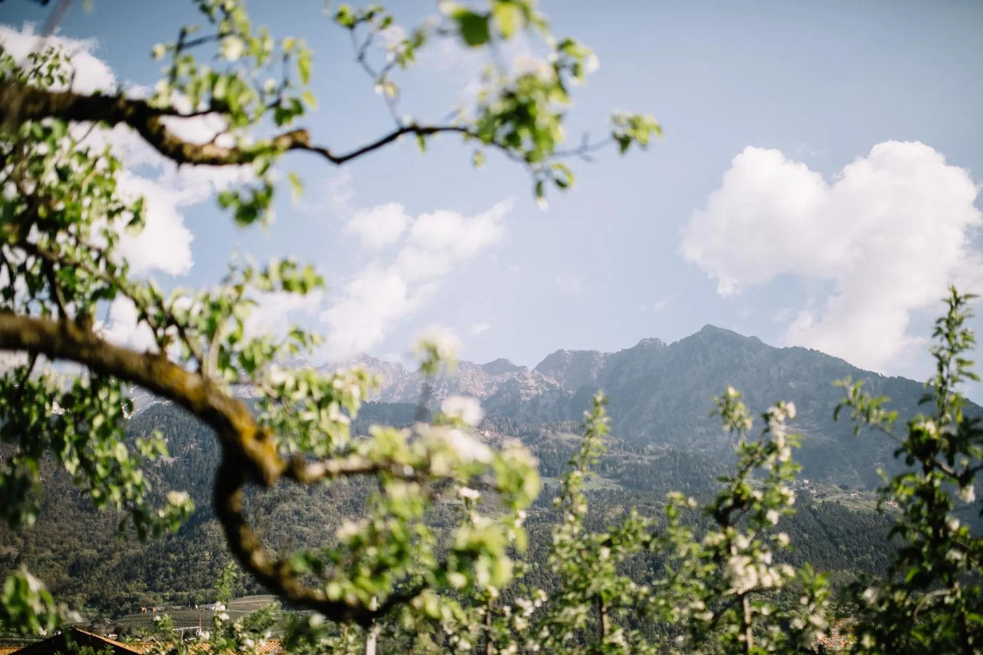 Natural landscape in Garni-Hotel Der Forsterhof