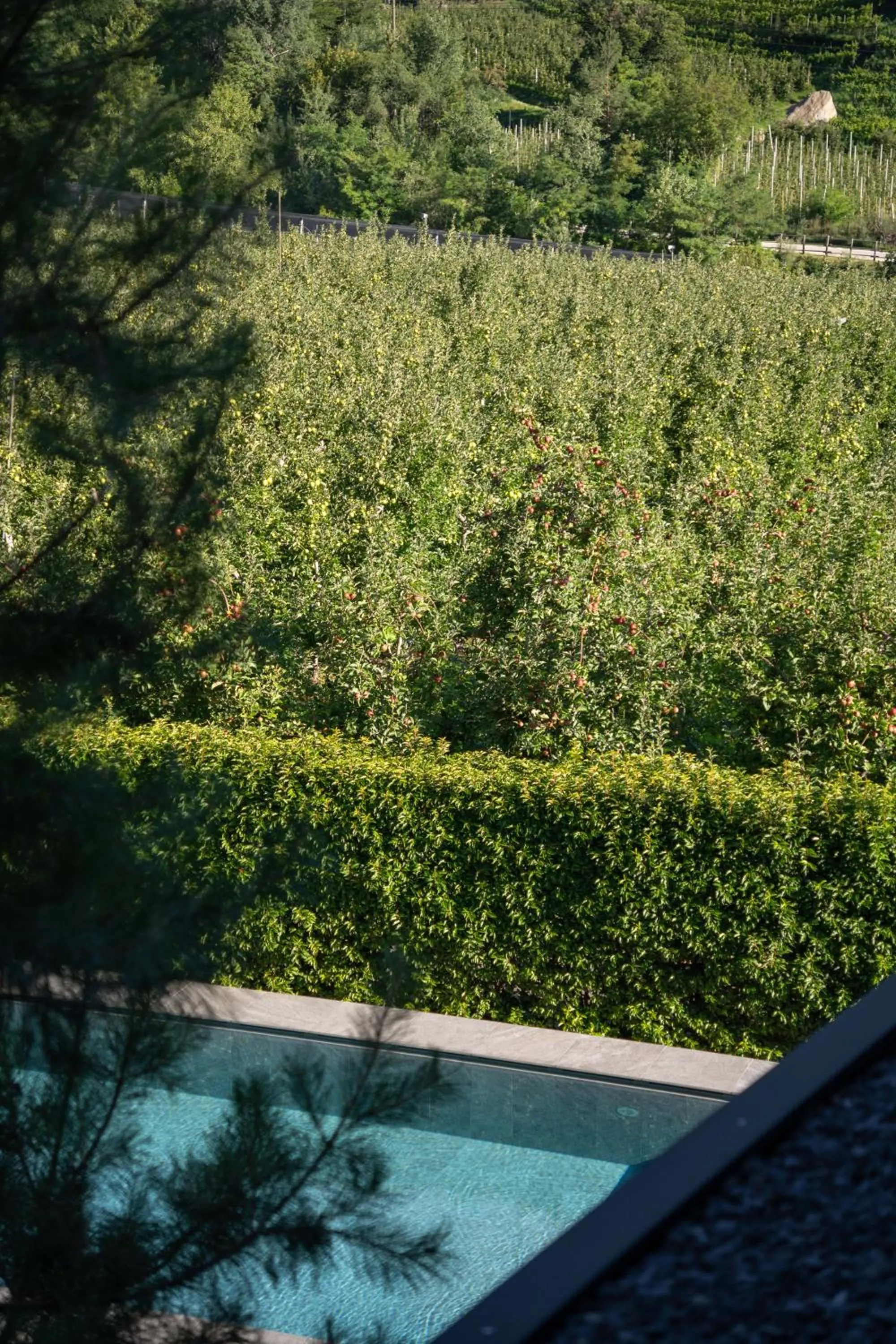 Pool view in Garni-Hotel Der Forsterhof