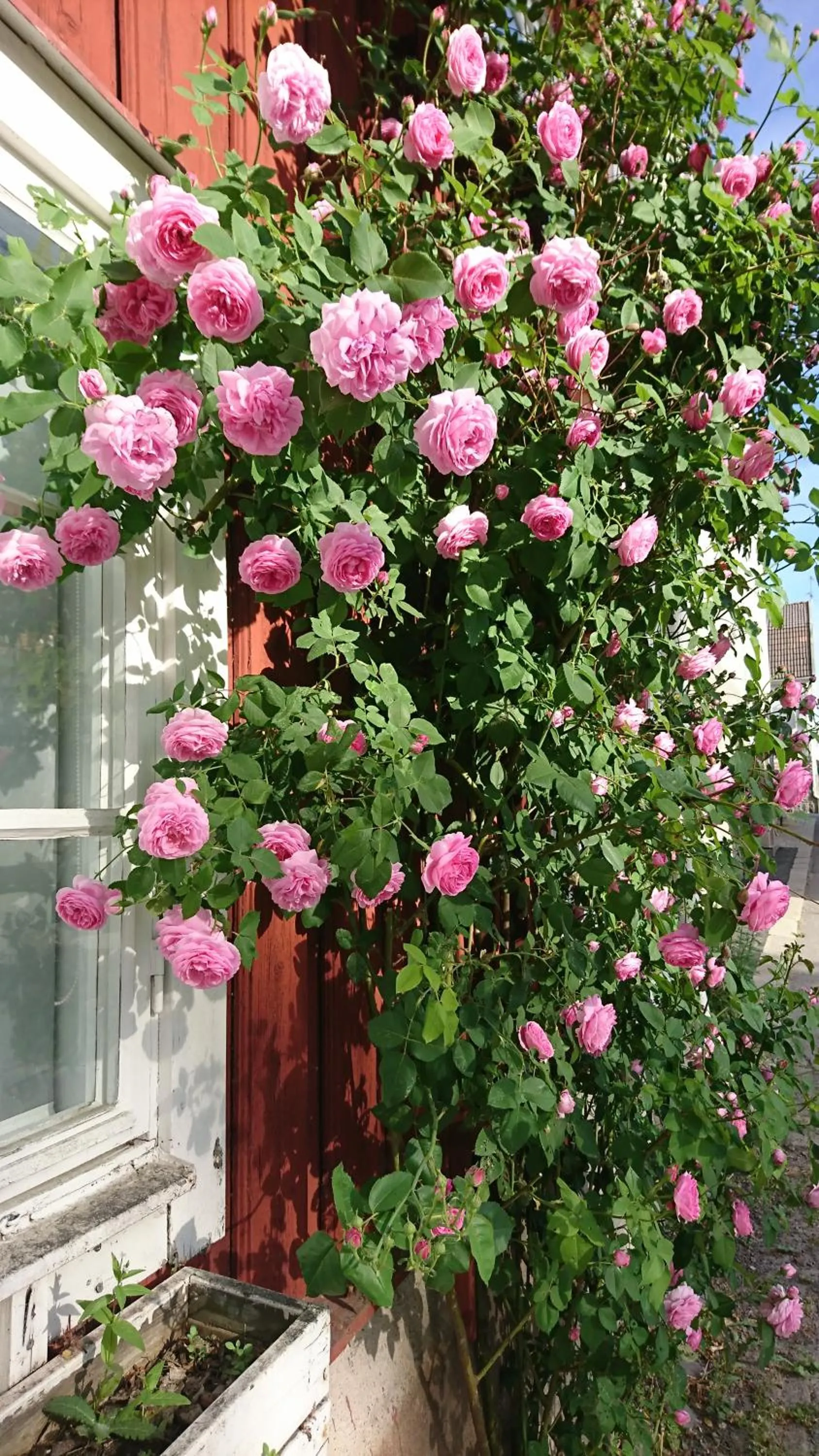 Garden in Garvaregården Hotel , B&B och Café