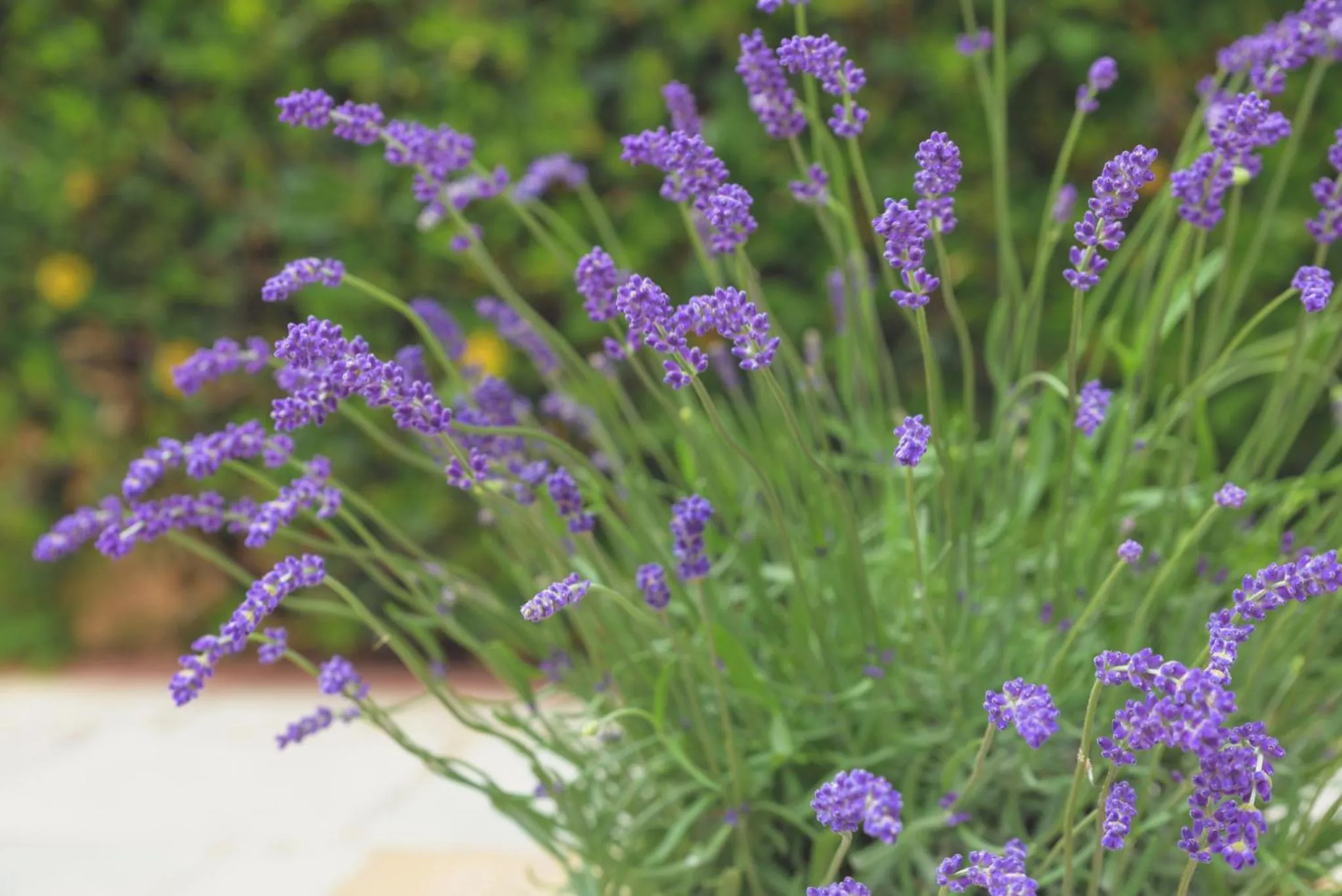 Garden in Kyveli Hotel Apartments